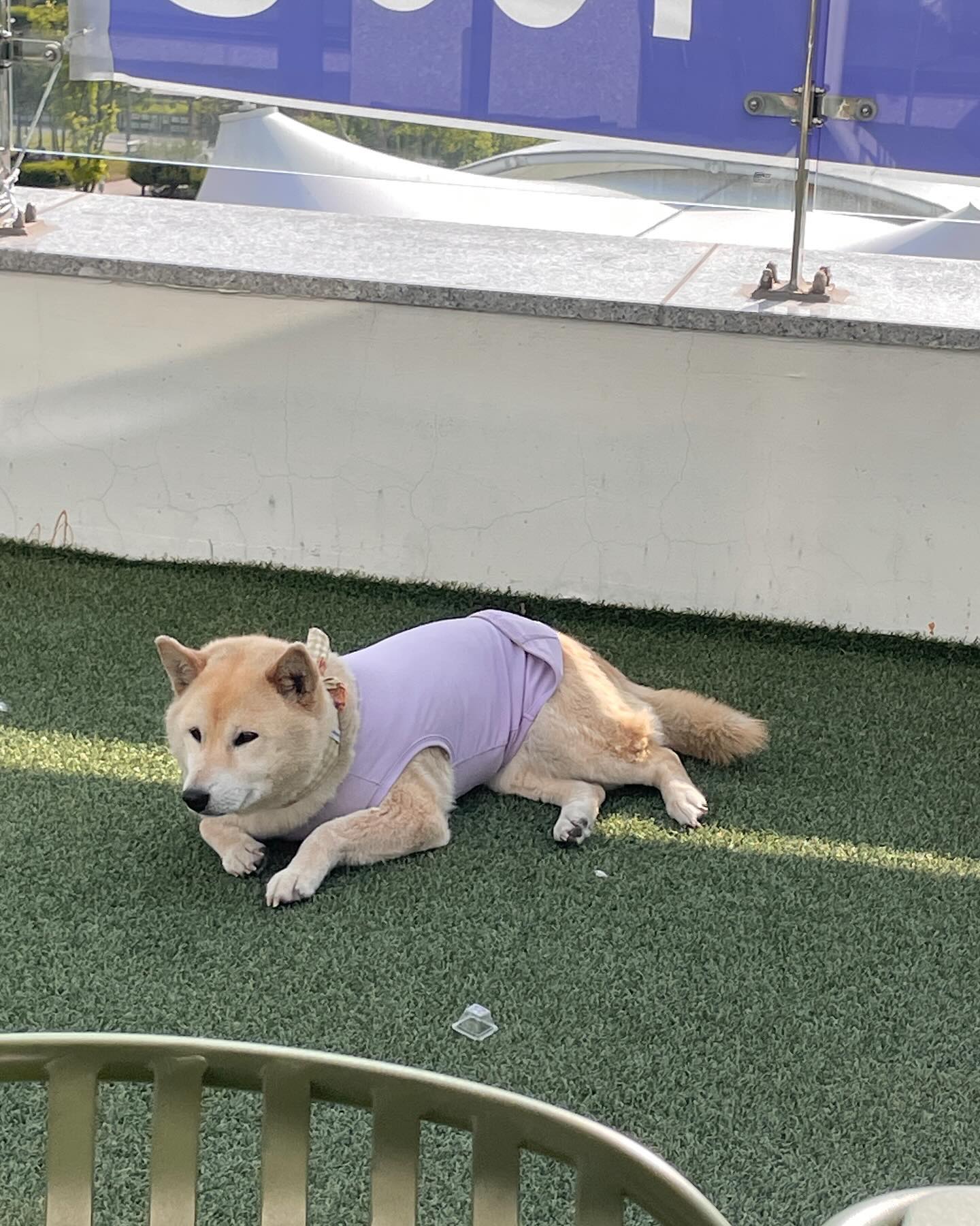 콘텐츠