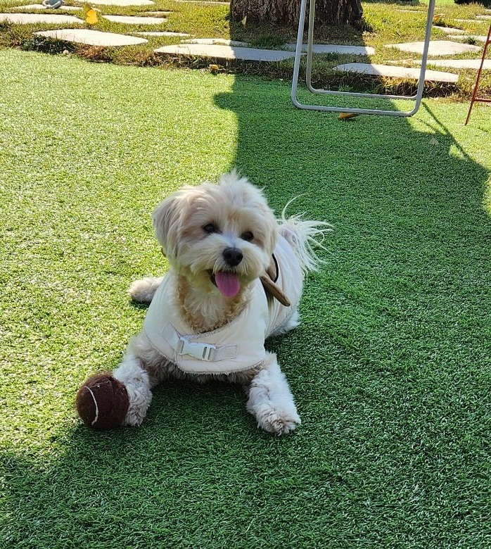 요즘 최애공과 뛰뛰🥎(사실 의자다리 커버입니다…!!)

#멍스타그램 #멍팔 #멍팔맞팔 #멍멍이그램 #멍멍 #멍뭉이 #댕댕이 #댕스타그램 #댕팔 #댕댕이스타그램 #댕댕이스타그램 #댕댕이일상 #말티푸스타그램