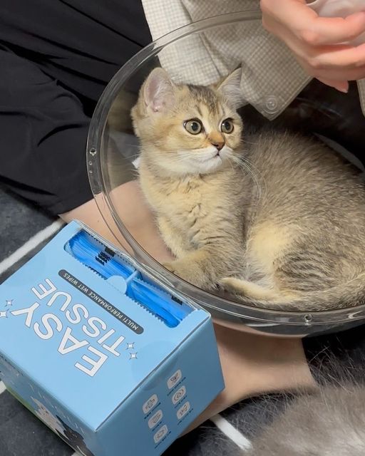 냥집사의하루🐱 on Instagram: "#제품협찬 #광고 밤이람이가 추천하는 소독티슈 푸치마켓 "이지티슈" ⭐️⭐️⭐️⭐️⭐️ 안녕하세용 냥하 🐾 저희 밤이람이는 아직 아가라 응가를 누고 가