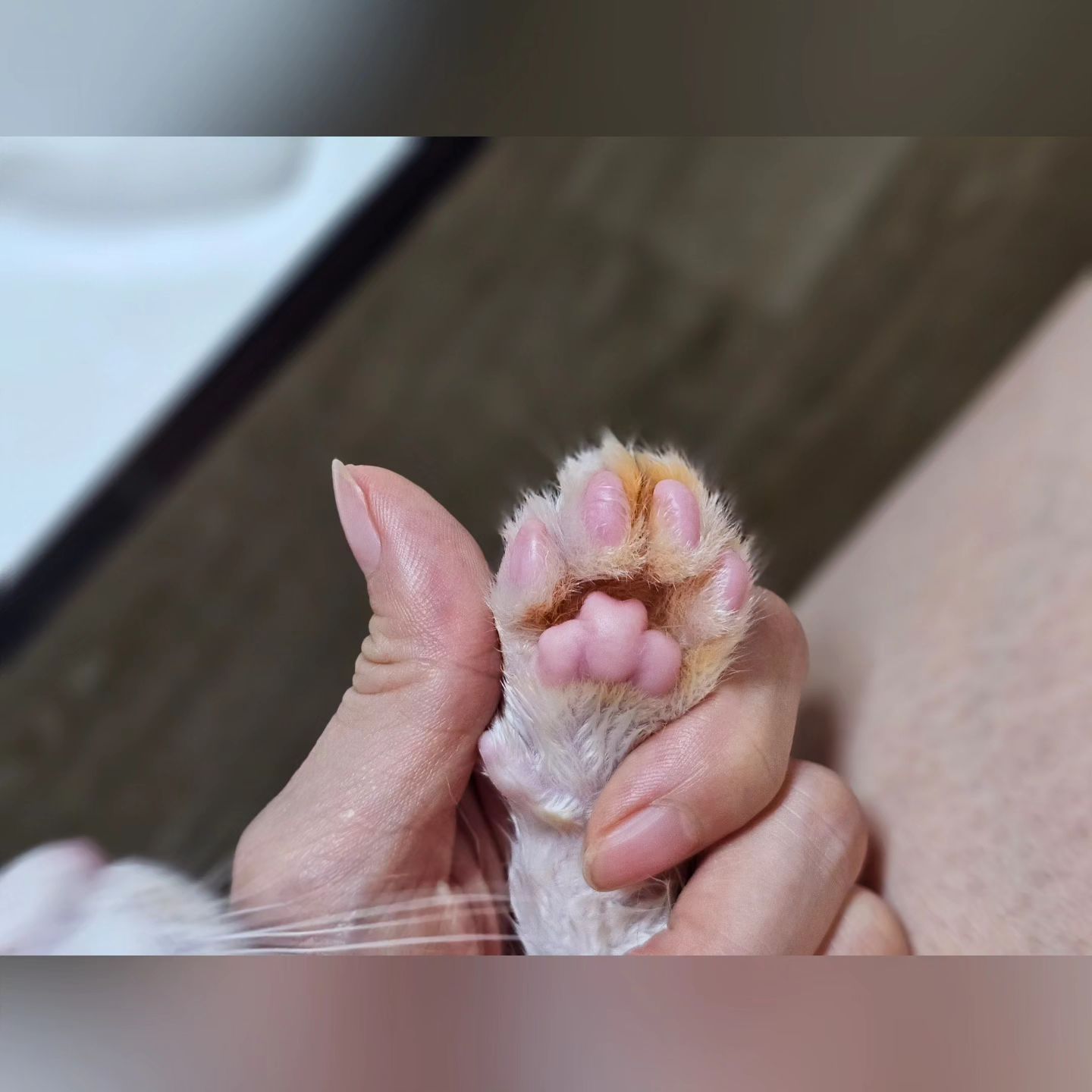 우리집 사고뭉치

김이옹이~~~ 

감기약땀시 밥먹고있었는데 밥상을 점프하더니  김치통에 발이드감

다행히 다먹었지만..

지도 잘못한걸 아는지 발씻는데 가만히 있네...

덕분에 이옹이는 일찍 잠든날.

#이옹이랑삐꼬 #아기고양이 #사고뭉치 #일상스타그램 #냥집사일기 #고양이그램 #냥스타그램 #코숏 #photodaily #cat #catlover #선팔맞팔환영 #냥집사맞팔