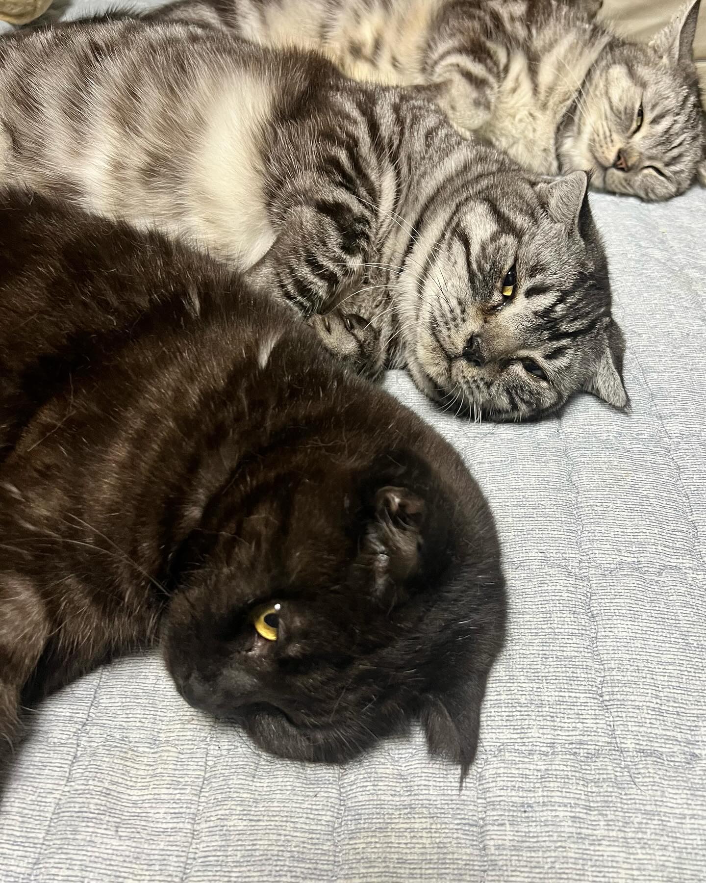 ❤️
.
.
#catsofinstagram #캣스타그램 #냥팔환영 #catclub #instacat #chonkycat #britishshorthaircats #petsofinstagram #chonky #catoftheday #bshshorthairclub #britishshorthairworld #gatto #kitten #funnycats #bshcat #petsofinsta #catphotos #kittensofinstagram #kittengram #cat #catoftheday #katze #chat #냥팔맞팔 #집사맞팔 #kittensofinstagram #냥스타그램  #kittens_today #猫 #кошка
