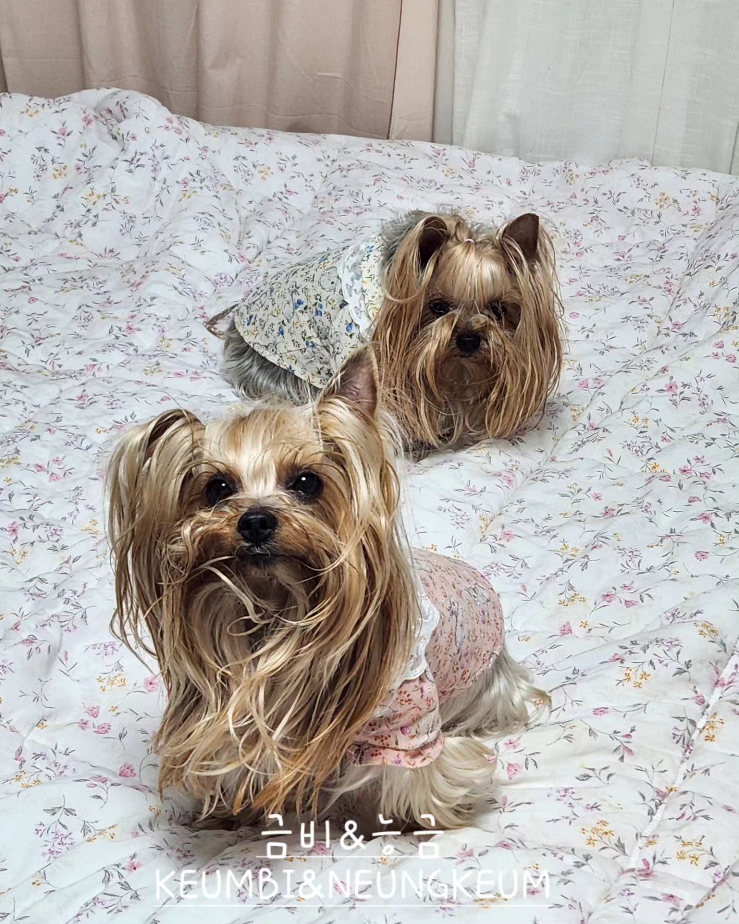 금비랑 능금이 😊❤️🐶😍

.

Thank you for your heart and comments 😊
.
#KEUMBI #NEUNGKEUM #금비 #능금 #멍스타그램 #요크셔테리어 #yorkiegram #우아금비 #깜찍능금 #instadog #내공주님들♥#요키는사랑입니다❤️ #황금개_금비랑능금이 #금능이네 #김해강아지 #yorkiesofinstagram #yorkielife #yorkshireterrier