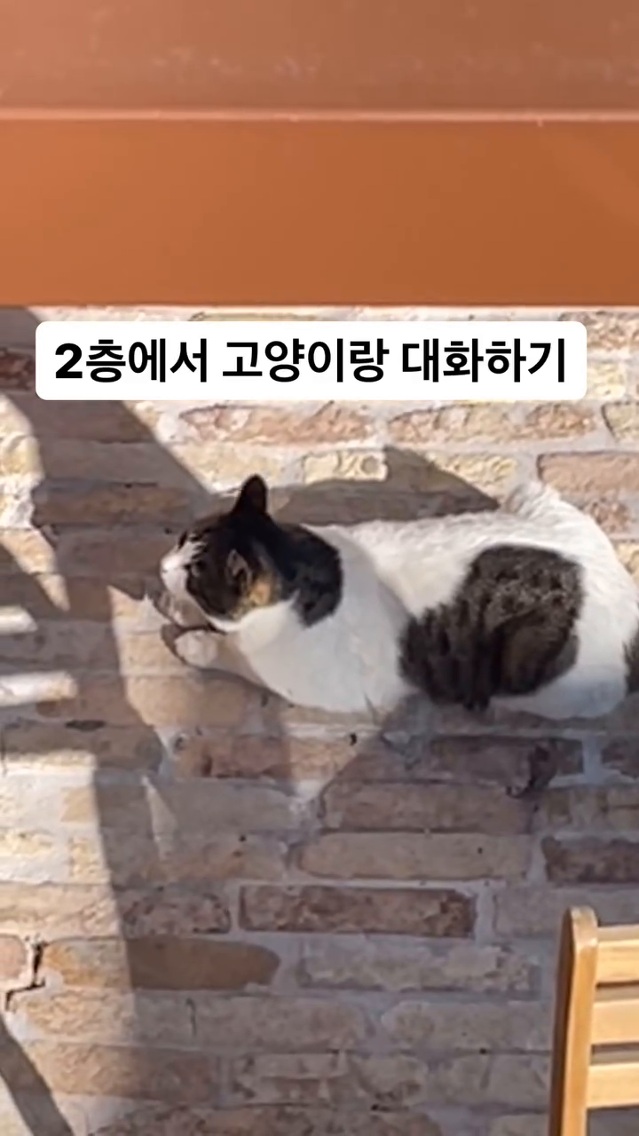콘텐츠