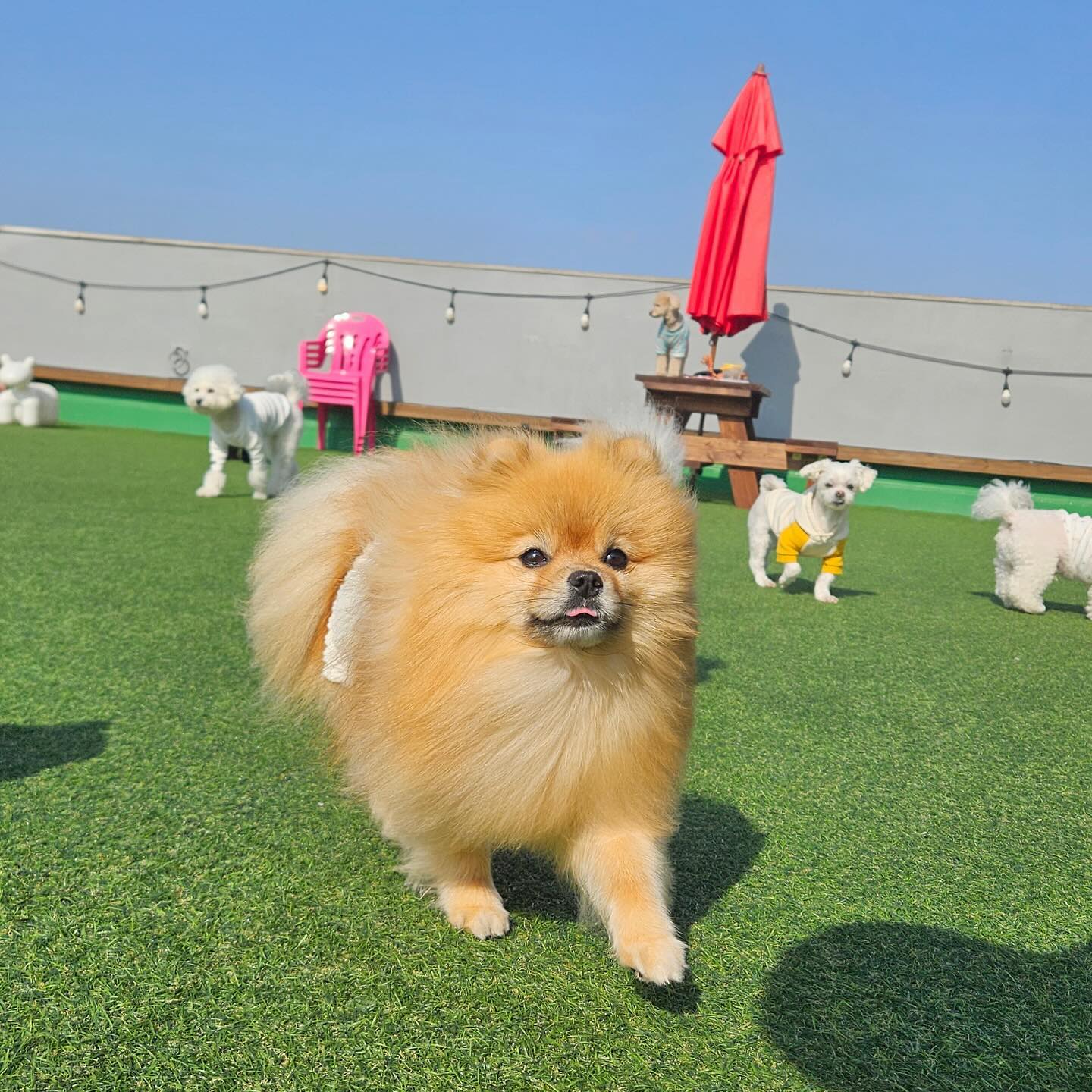 #배찌의멍라이프🐶
이배찌 유치언 123일차 🫶🏻
날씨가 너무 조아서 종일 테라스 뛰뛰 해써요 !
우리만 쓰는 전용 운동장 잇는 유쳔 오똔데 ~❤️