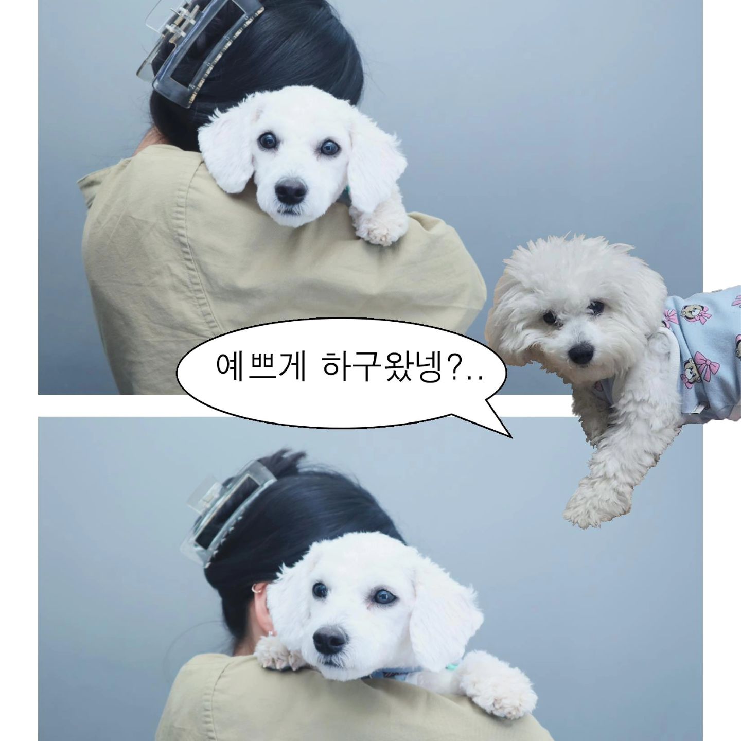 #풀빵이 × #backup backup_seoul

풀빵이 백업 모델견으로 뽑혀서 풀빵이 프레임 찍고왔어!!!
강아지의 날이라고 언니가 홍대까지 콧바람 쐬어줬다ㅎㅎ
미용하고 갔더니 다들 못알아보더라고ㅠㅠㅠ
꼬질빵 빡빡빵 모든 풀빵이는 다 예뽀 ㅎㅎㅎ

백업 담당자님 감사하다 🐕 💗💞
#백업 #백업홍대점 #국제강아지의날