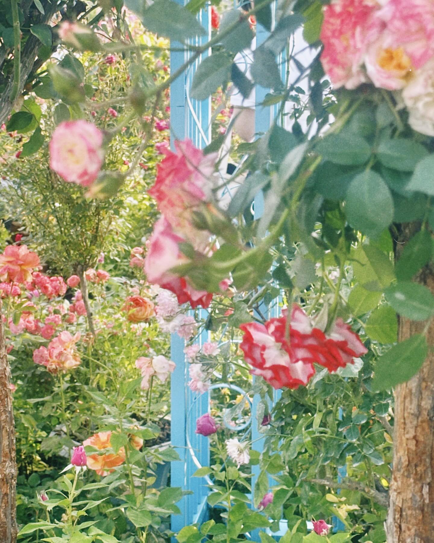 🌹