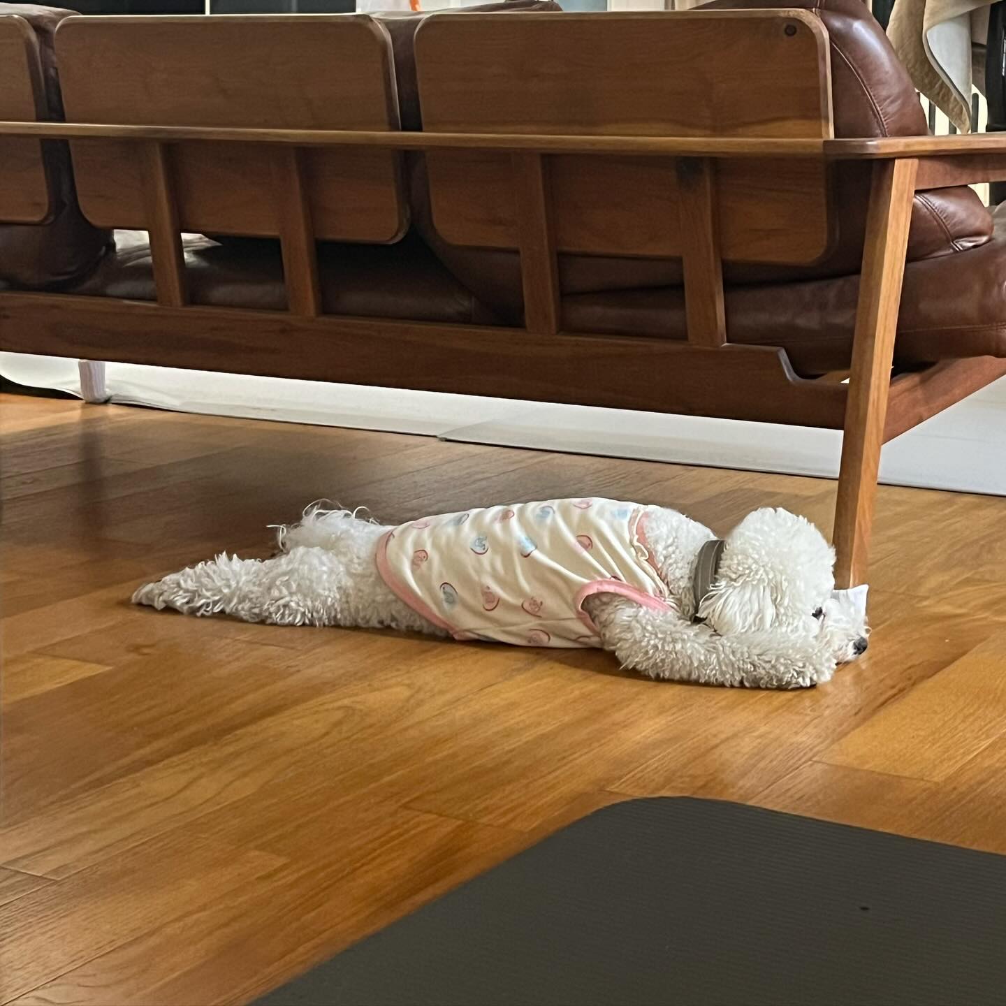납작😻
