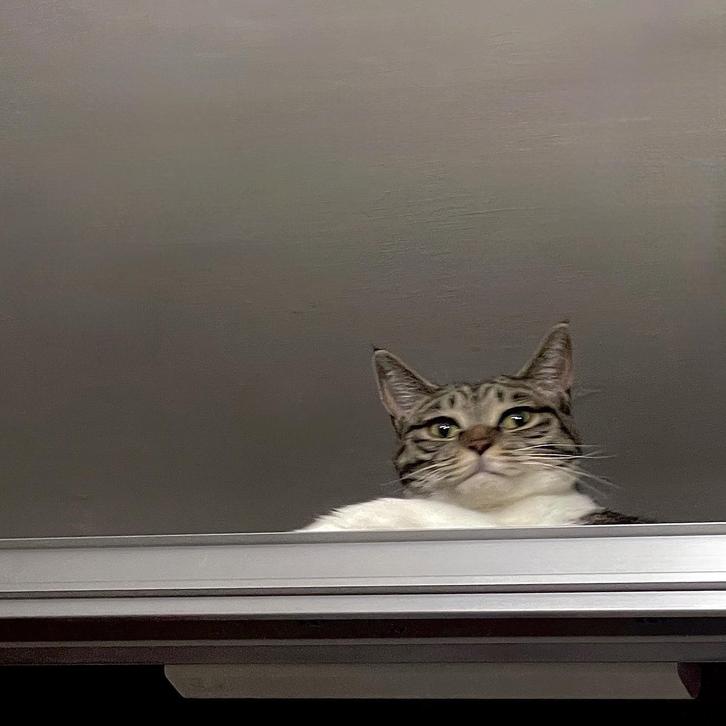 I want to 캣타워, I am 신뢰에요