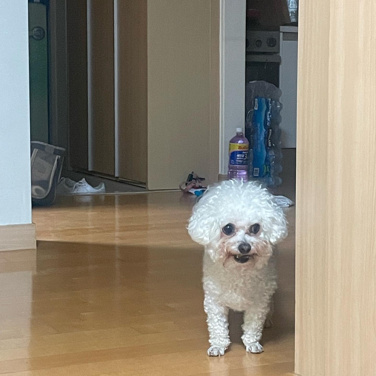 입에 간식 물고서는 눈치보기🐶
엄마가 간식은 흘리니까 방에 들고오지 말랫지😡