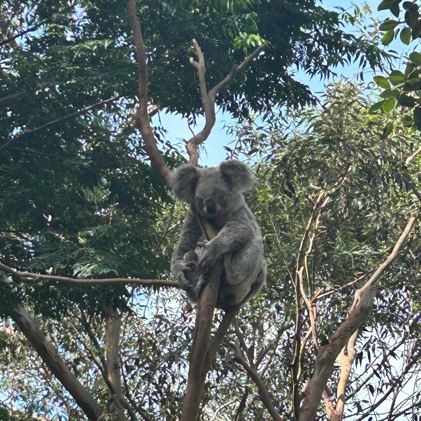 🐨
