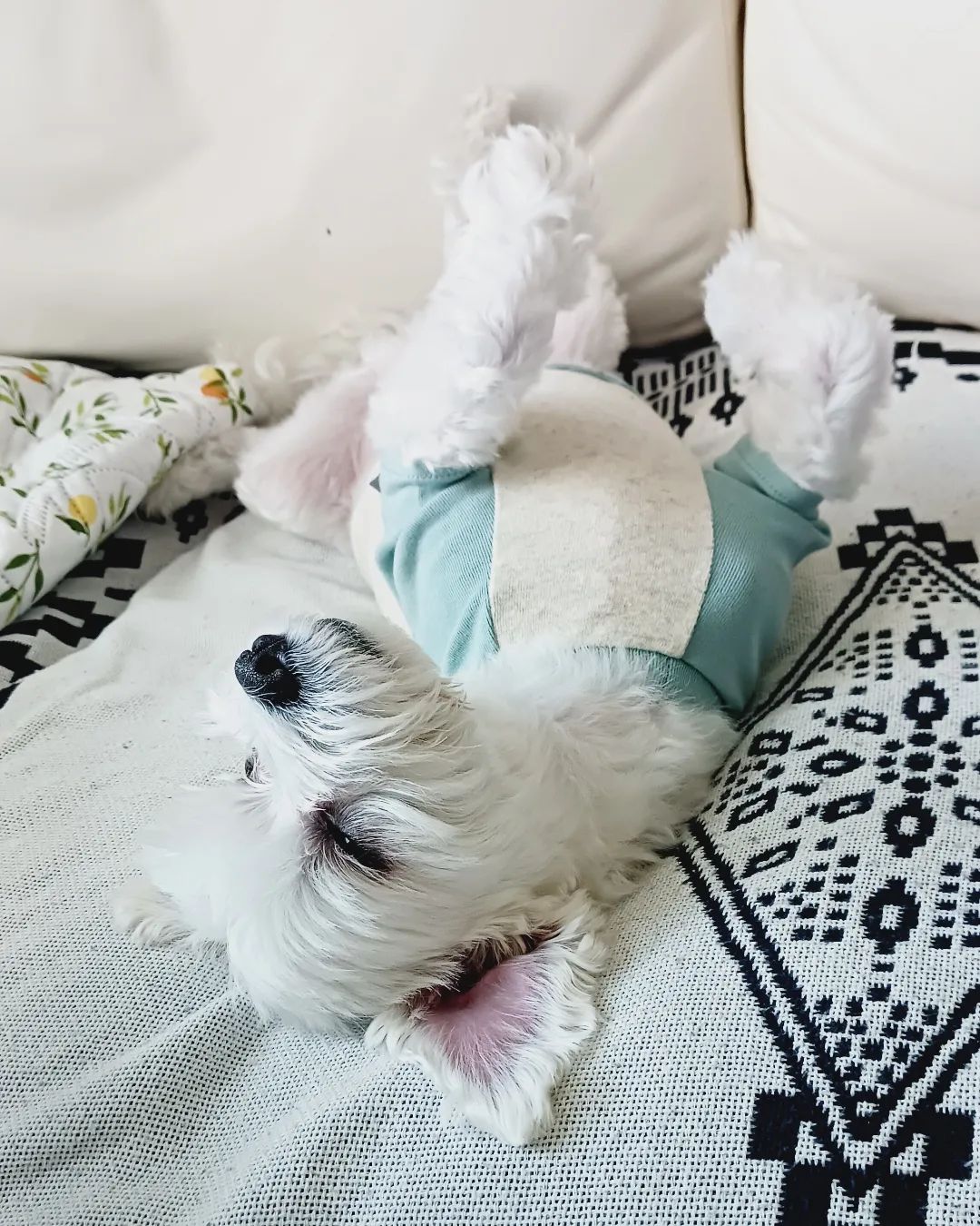 모님 산책후~
손씻고 발씻고
꼬치.궁디까지 깨끗하게~
쿨쿨 😴 
자고있는데 왜케 귀여웡~

#신나게산책 #개스타그램 
#멈머 #멍스타그램 
#모닝산책 #아피곤해 
#내일도화이팅 #일상 #만보걷기 
#둘찌는사랑