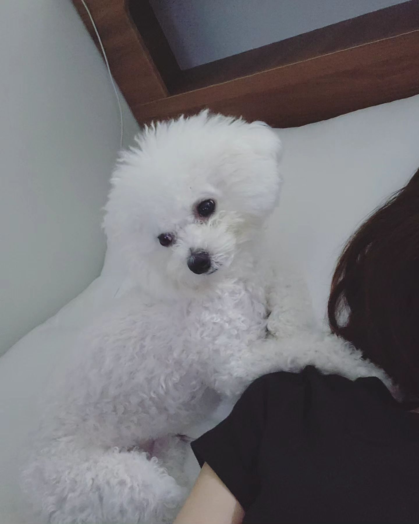 같이 베개 배고 코오😴
.
.
.
. 
#인순이 #비숑 #내사랑 #귀요미 #강아지#심쿵 #사랑스러움 #여동생강아지 #멍스타그램 #일상 #좋아요 #선팔 #맞팔