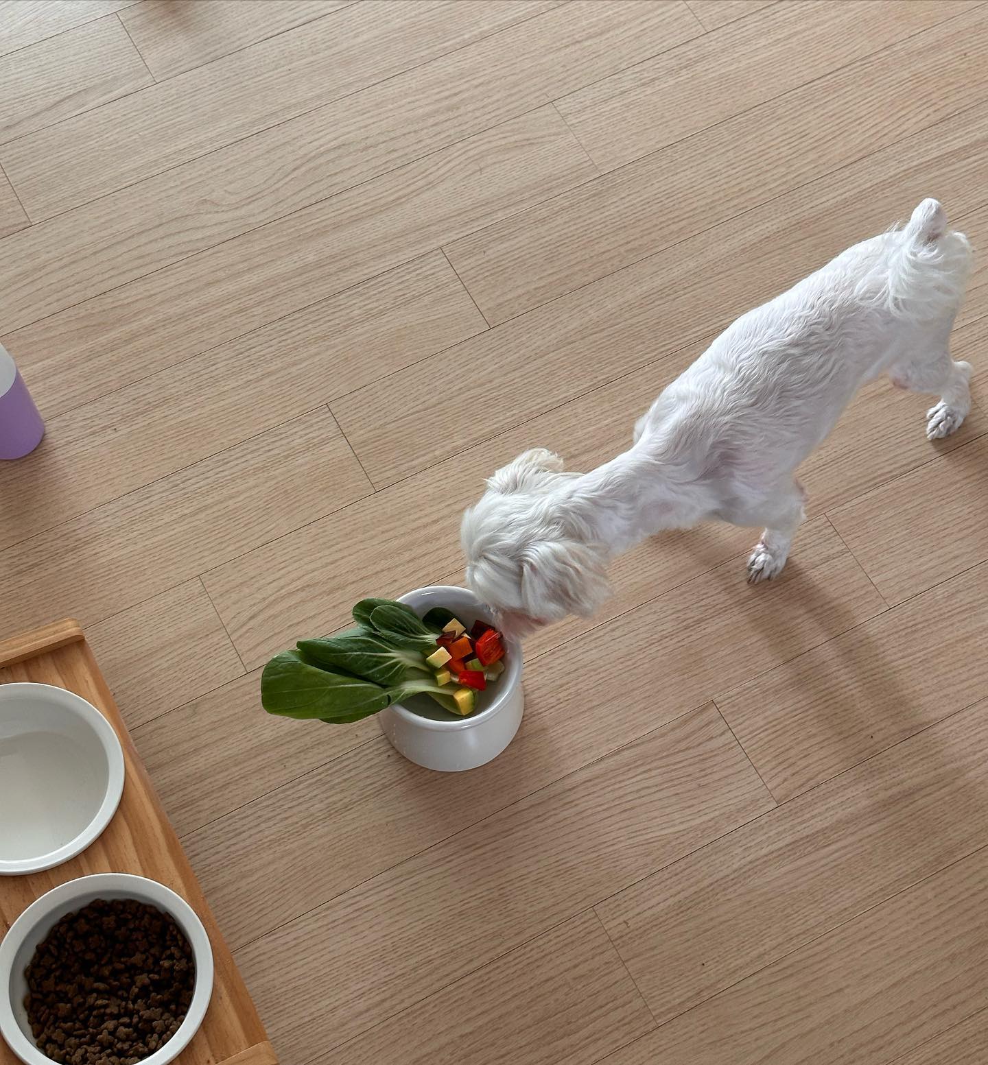 웃기고 귀여운 우리집 ..
빵숙이(달팽이) 먹이 제발 지도 좀 달라고 조르는 토미(강아지)
뷔페를 차려줘도 버로우 하는 빵숙이(달팽이)
그러거나 말거나 밥춤 추고 자빠지는 뿌기(거북이)
키친타올을 이불 삼아 누워 자는 대롱이(크레)
대롱이 밑에 집에서 은은하게 돌아있는 크롱(크레)
그리고 물만 주면 뛰어 나와서 꿀떡꿀떡 마시는 롱롱(크레)