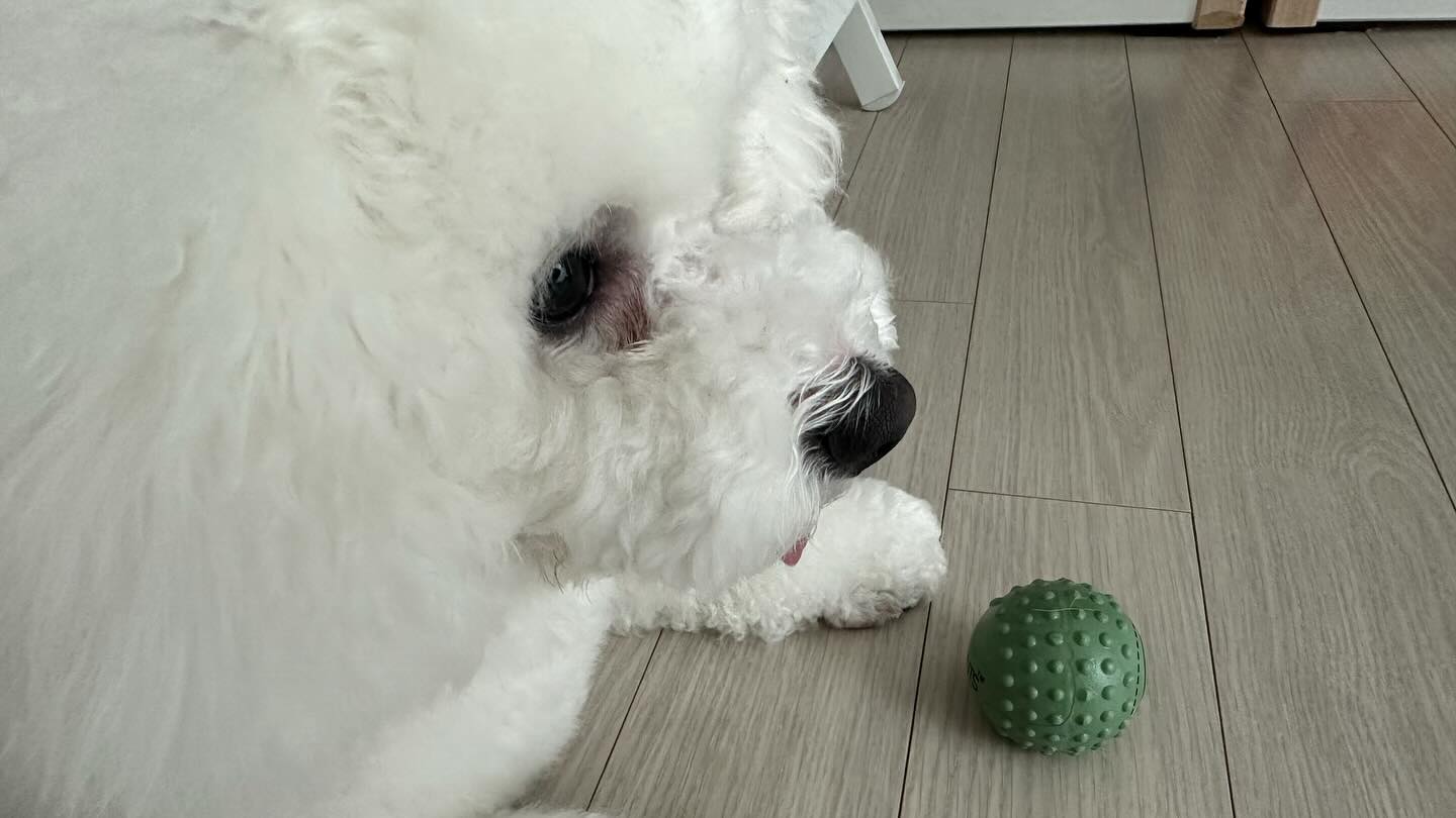 솜사탕