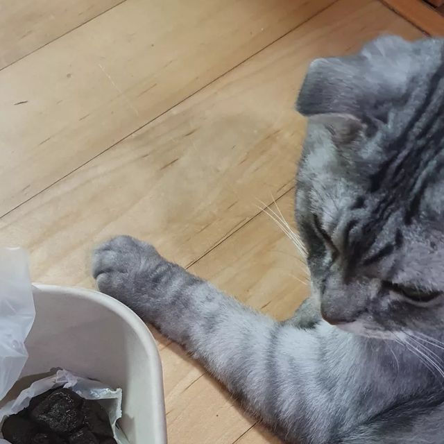 심장수술 2번한 긍정보나 on Instagram: "#광고#가자요펫 #gaazayopet #강아지멀티비타민 #고양이멀티비타민 #강아지항산화제 #고양이항산화제 #퍼피멀티비타민 #노견멀티비타민 #노령견멀티비타