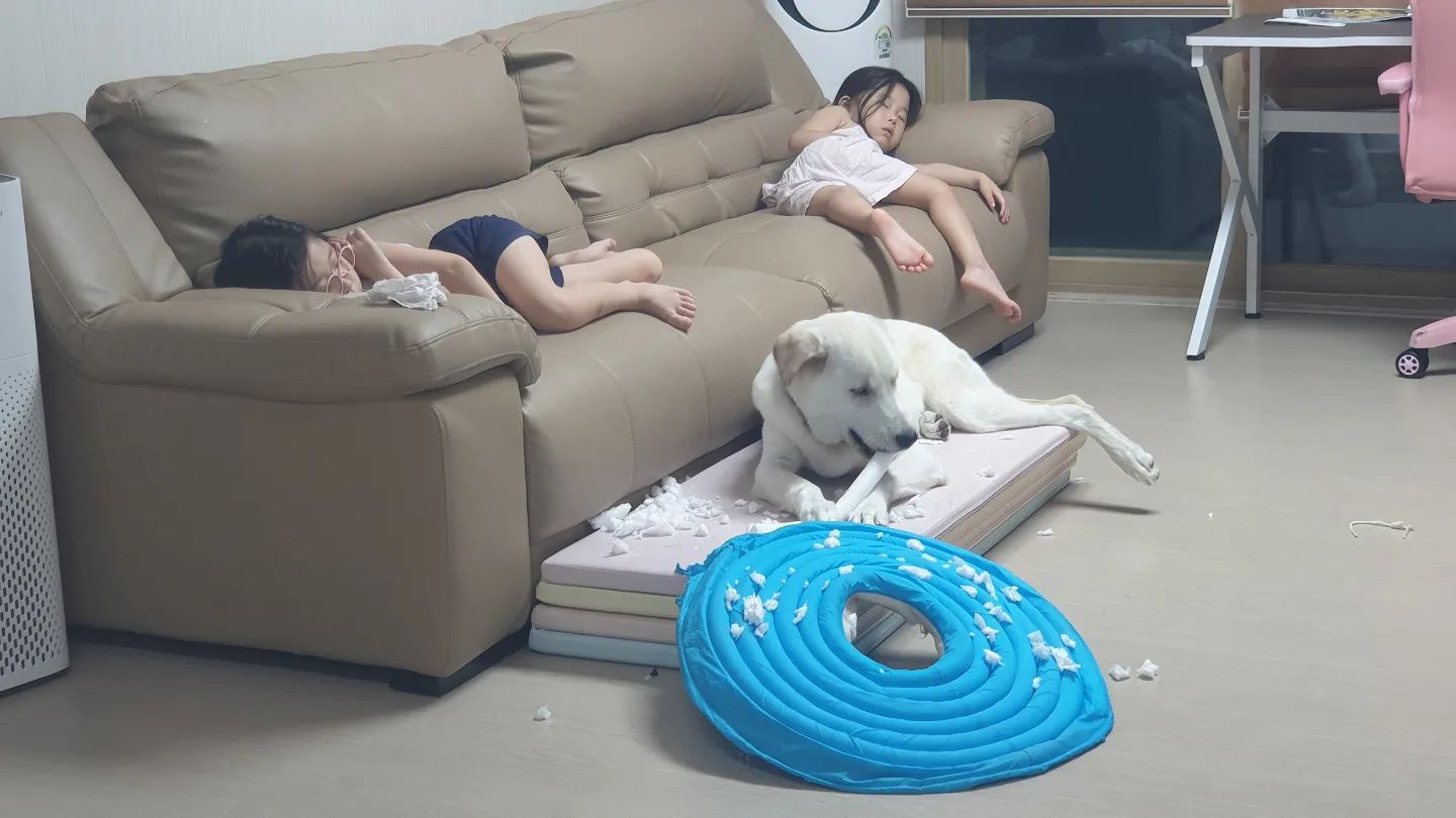 중성화 수술 마무리 피날레 🤨

#강아지맞팔해요 #강아지🐶 #강아지일상기록 #강아지일상🐾 #강아지소통해요 #강아지소통해요