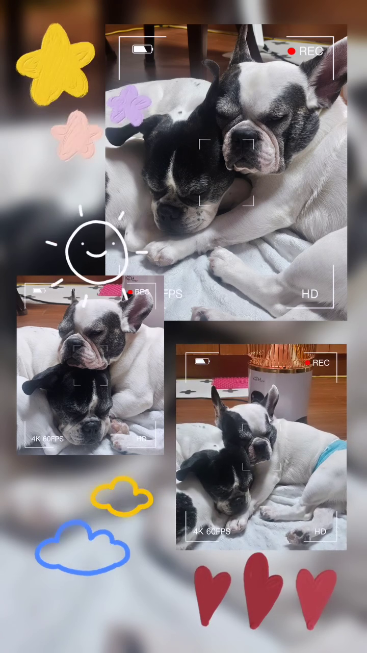 #아둘아둘 #딸램딸램

니들  오늘 따라 친한척 오진다
이러다 먹는것만 있음 
총과 칼 없는 전쟁터로 만들면서🤣🤣
남들이 보면 엄청들 순하다고 속겠다
여기서 이러는거 아니야
본 모습을 보이란 말이당🤔🤔

#슬기로운반려인생활 #친한척쟁이들 #멍스타그램 #이러다싸움날지도 
#착한척하는멍 #졸린님들 #불편하게들잔다