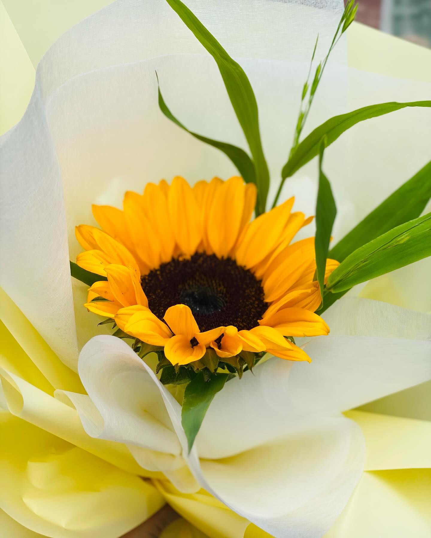 💛🌻