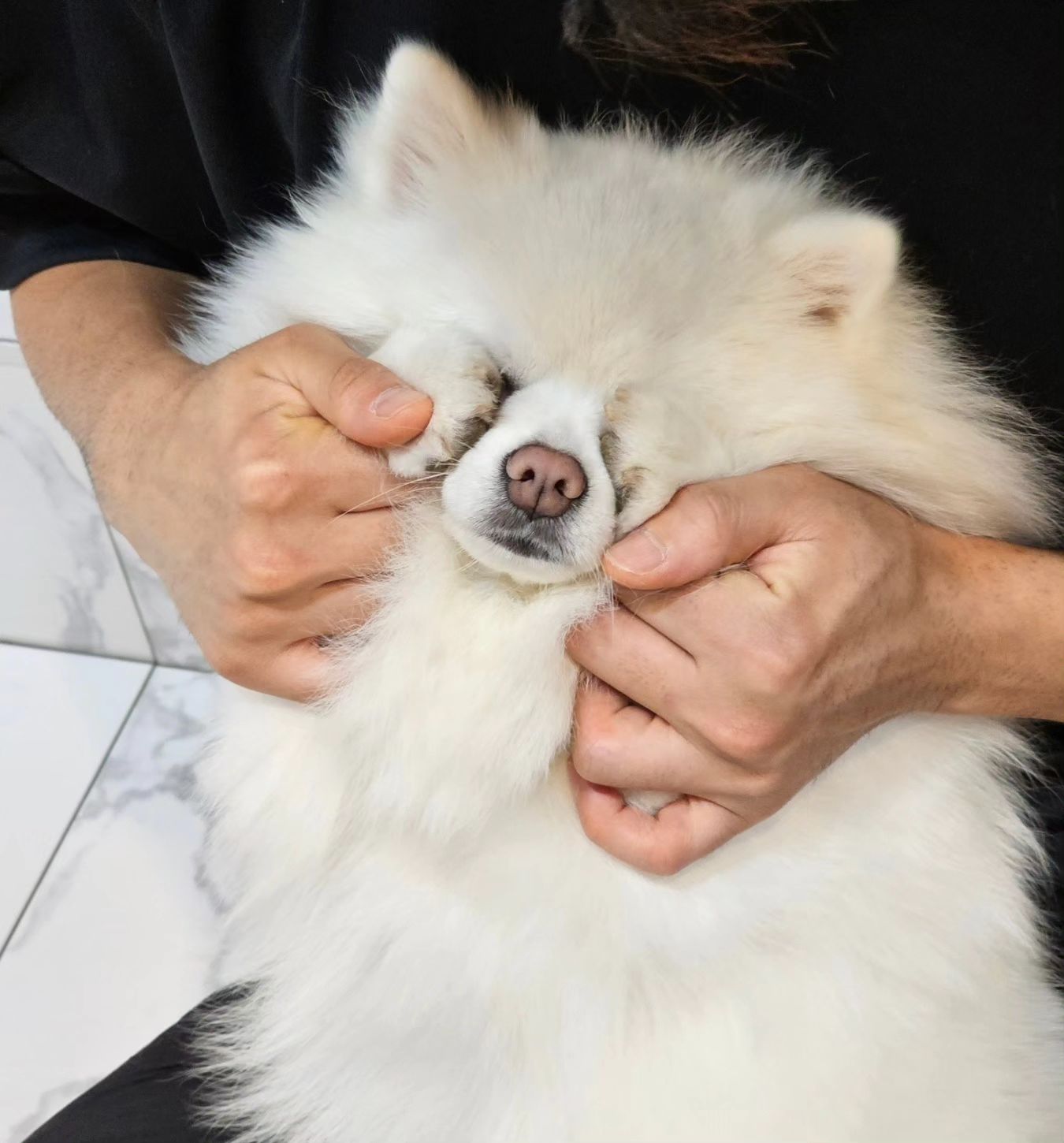 아쿠 무셔💕
.
.
.
#스피츠 #폼피츠 #강아지 #겸이 #일상 #spitz #pompitz #dog #daily