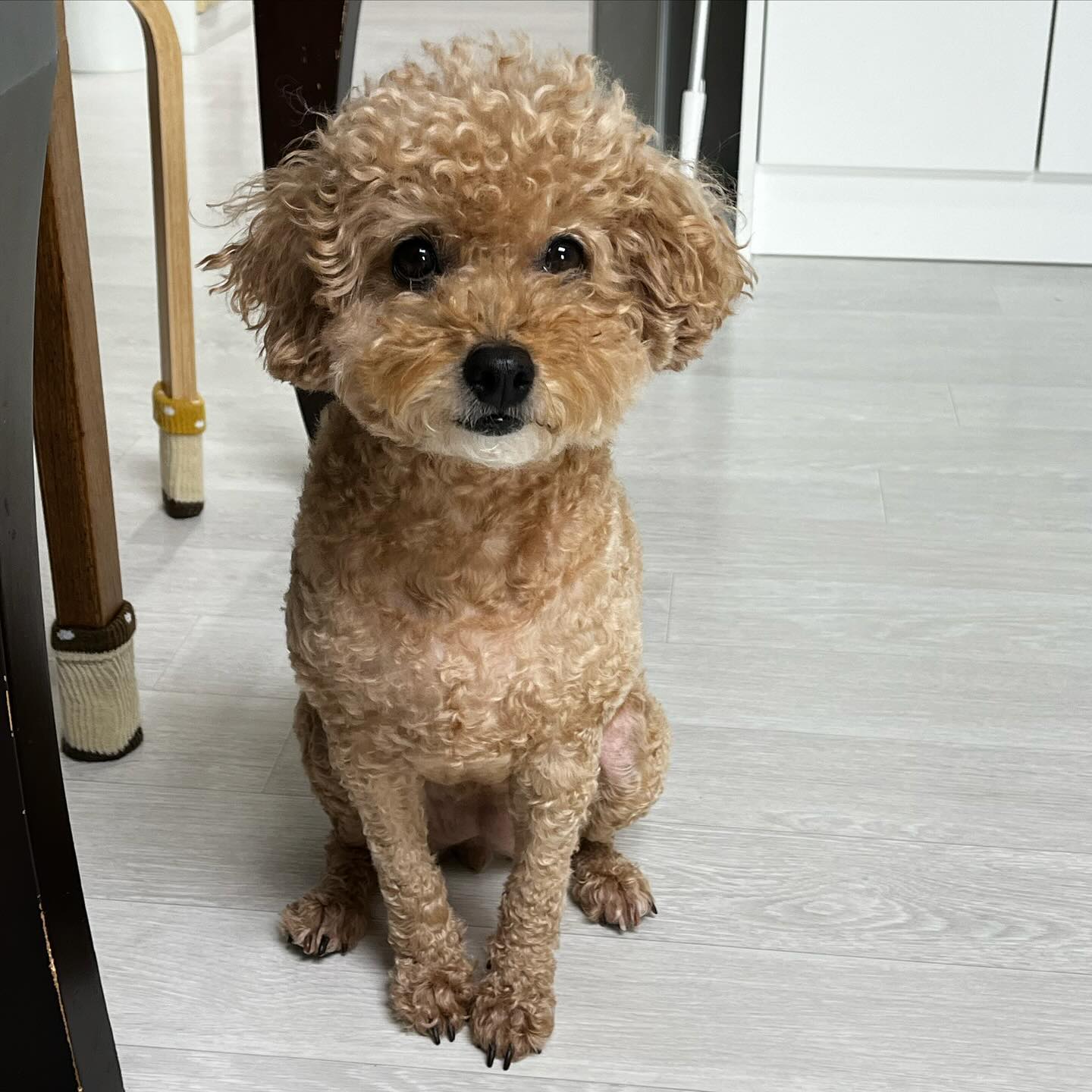 밤비🦌