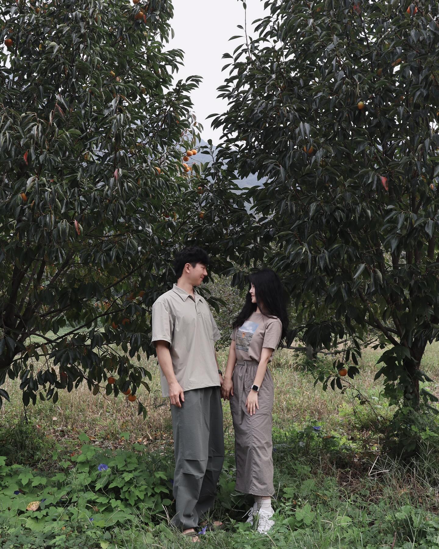 산책길에 만난 감나무 사이에서🍊