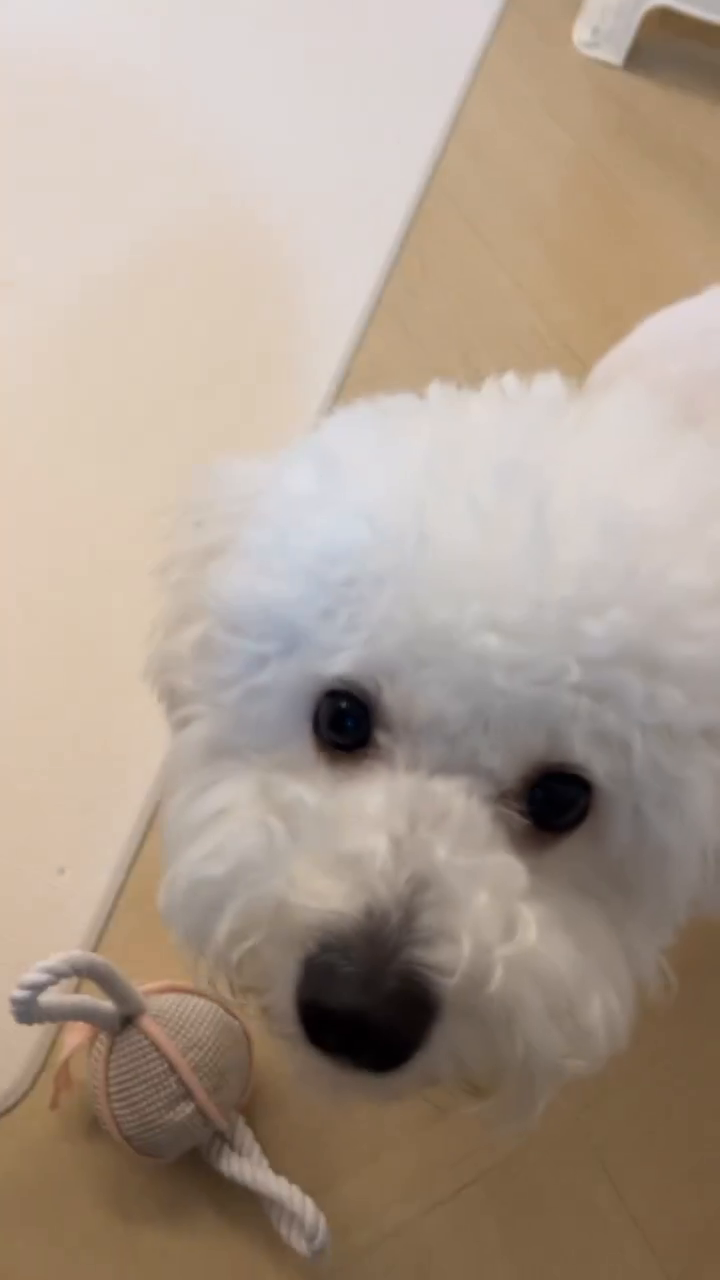 롱이 찍다 콩이 등장