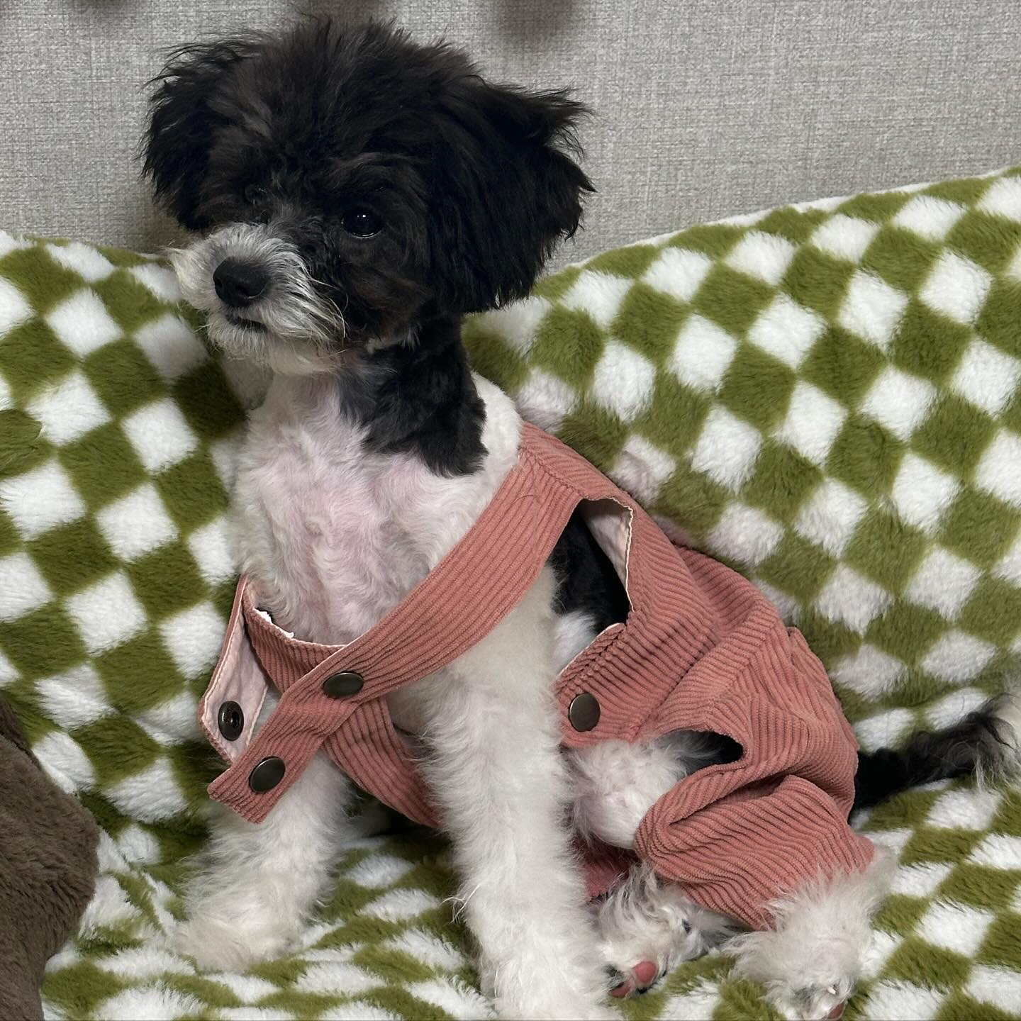 내 새꾸 자랑타임❤️🥹