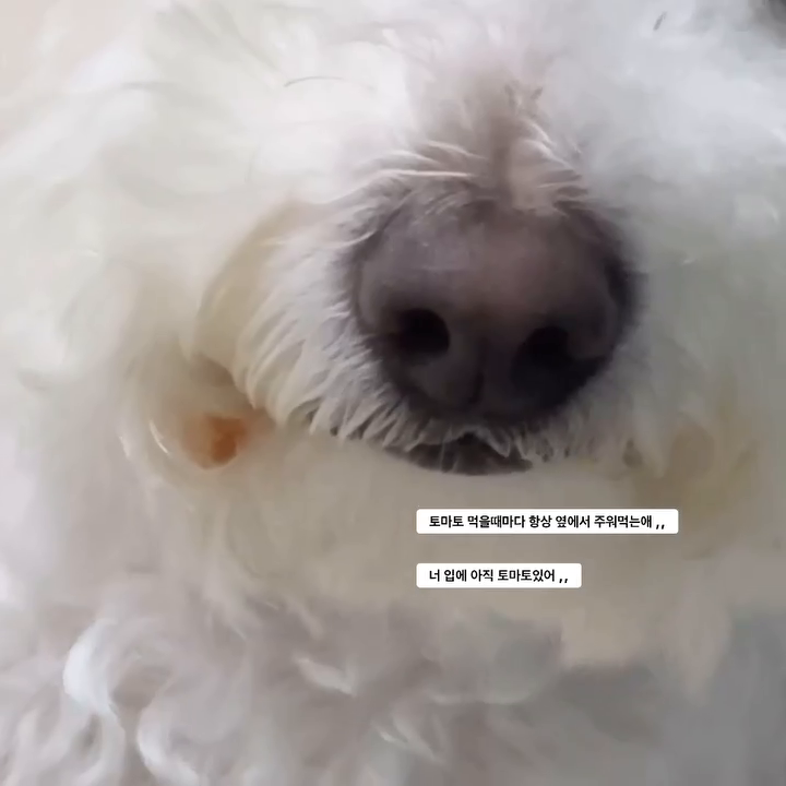 콘텐츠