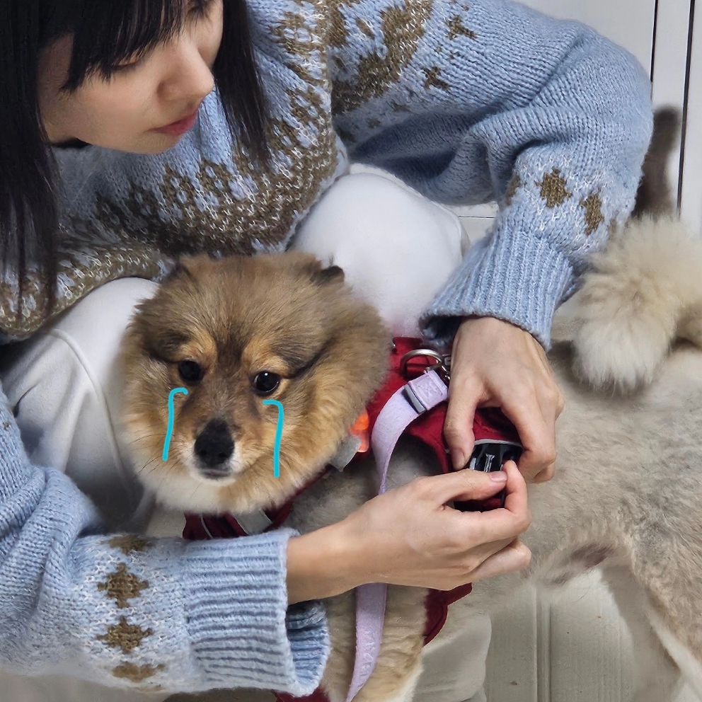 울 막내.. 대퇴골 수술하고 3개월만에 
양쪽 슬개골 탈구 수술..

제발 건강하자 푸딩아ㅏㅏ~~