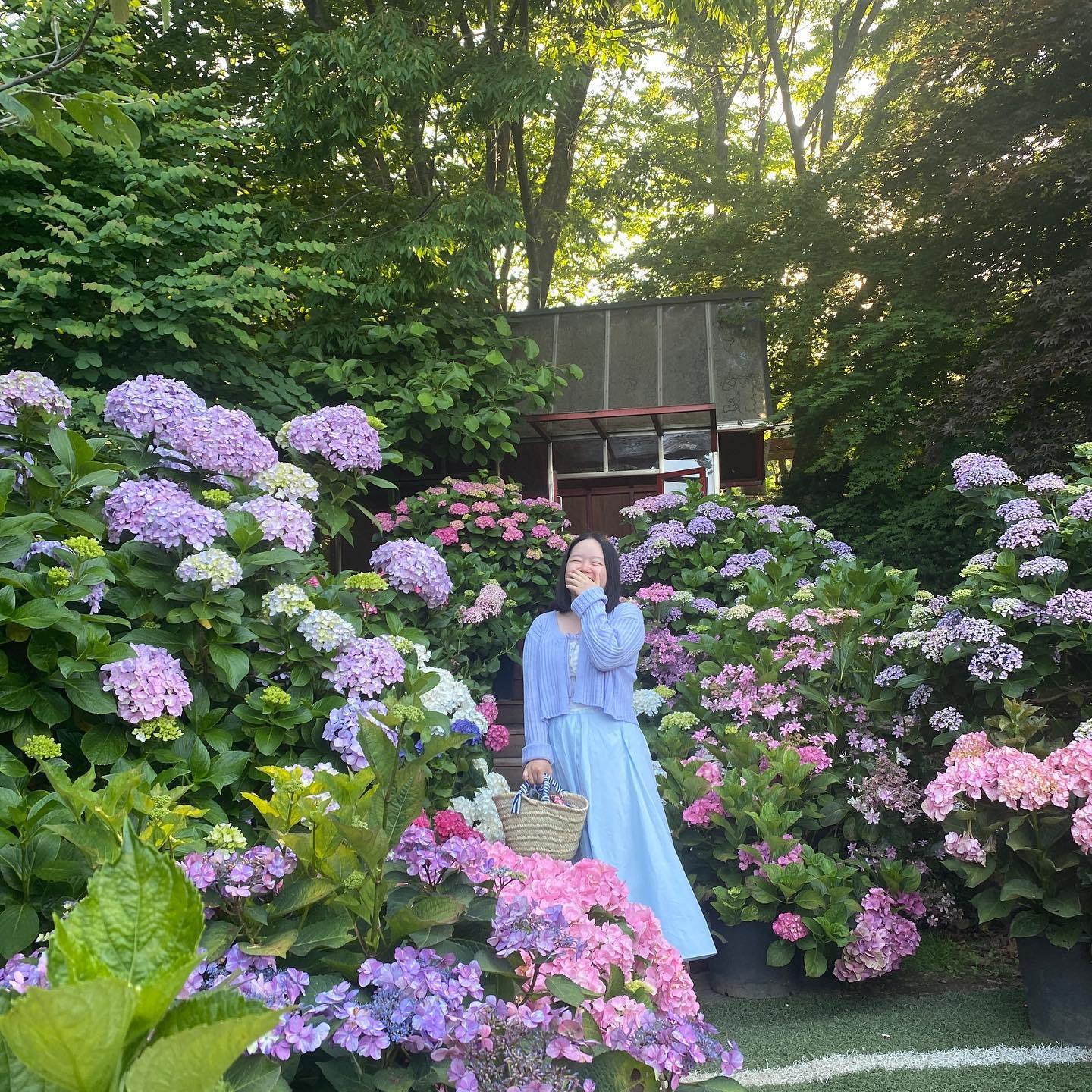 일년전에 모르는 분이 찍어주신 수국사진 🌸💙
위치는 #경기도광주 #율봄식물원