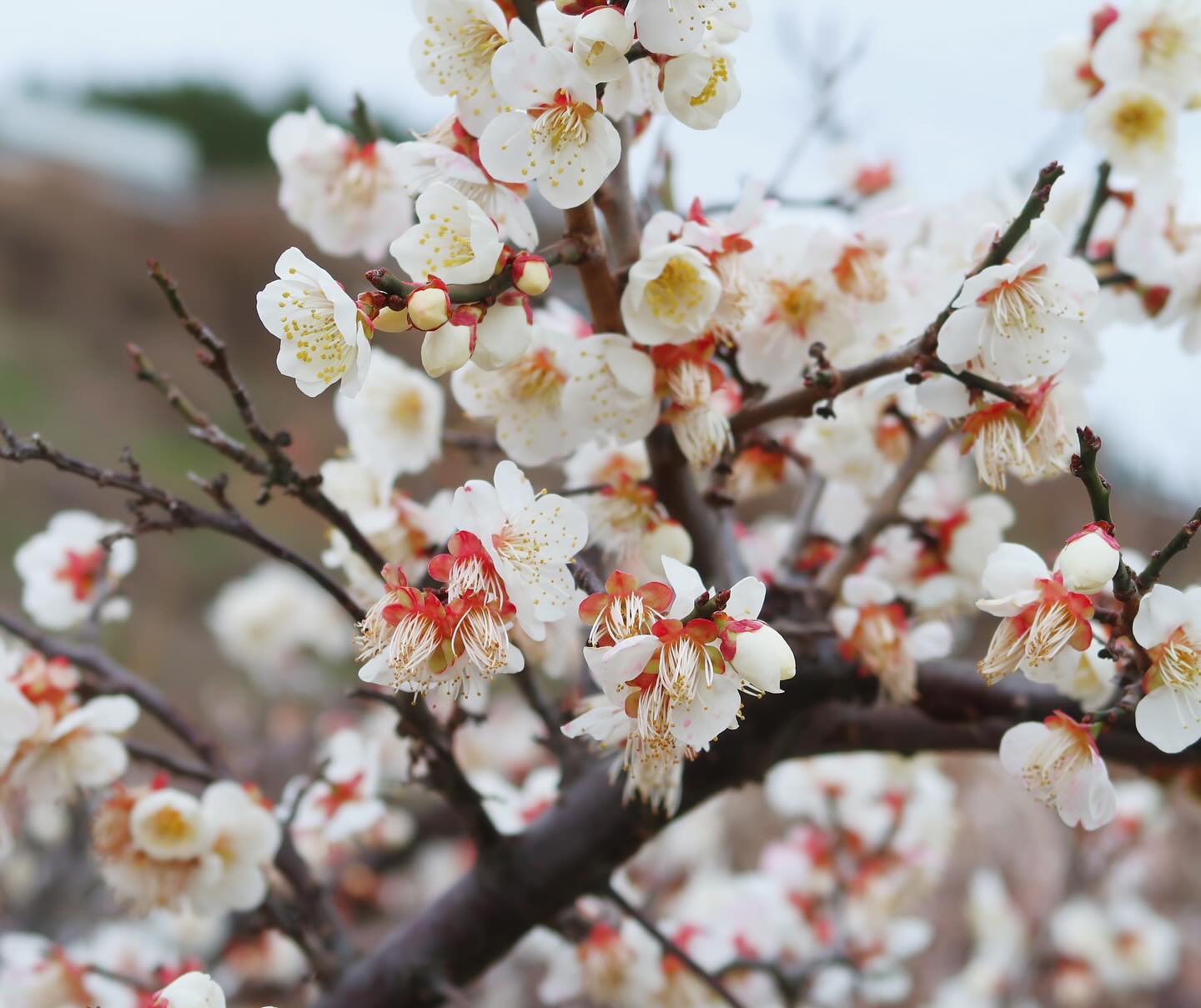 벌써 매화꽃이 다 지다니..
올해는 봄이 오는 게 너무 빠르다.

もう梅の花が落ちてきました。
今年は春が早いですね🌸

.