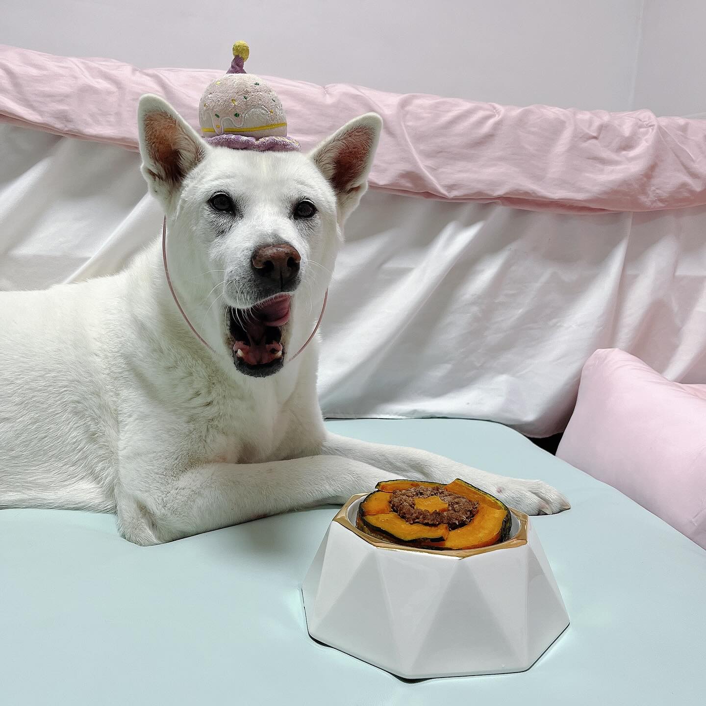 행복한 크리스마스에 이어 행복한 솜이 10번째 생일🤍