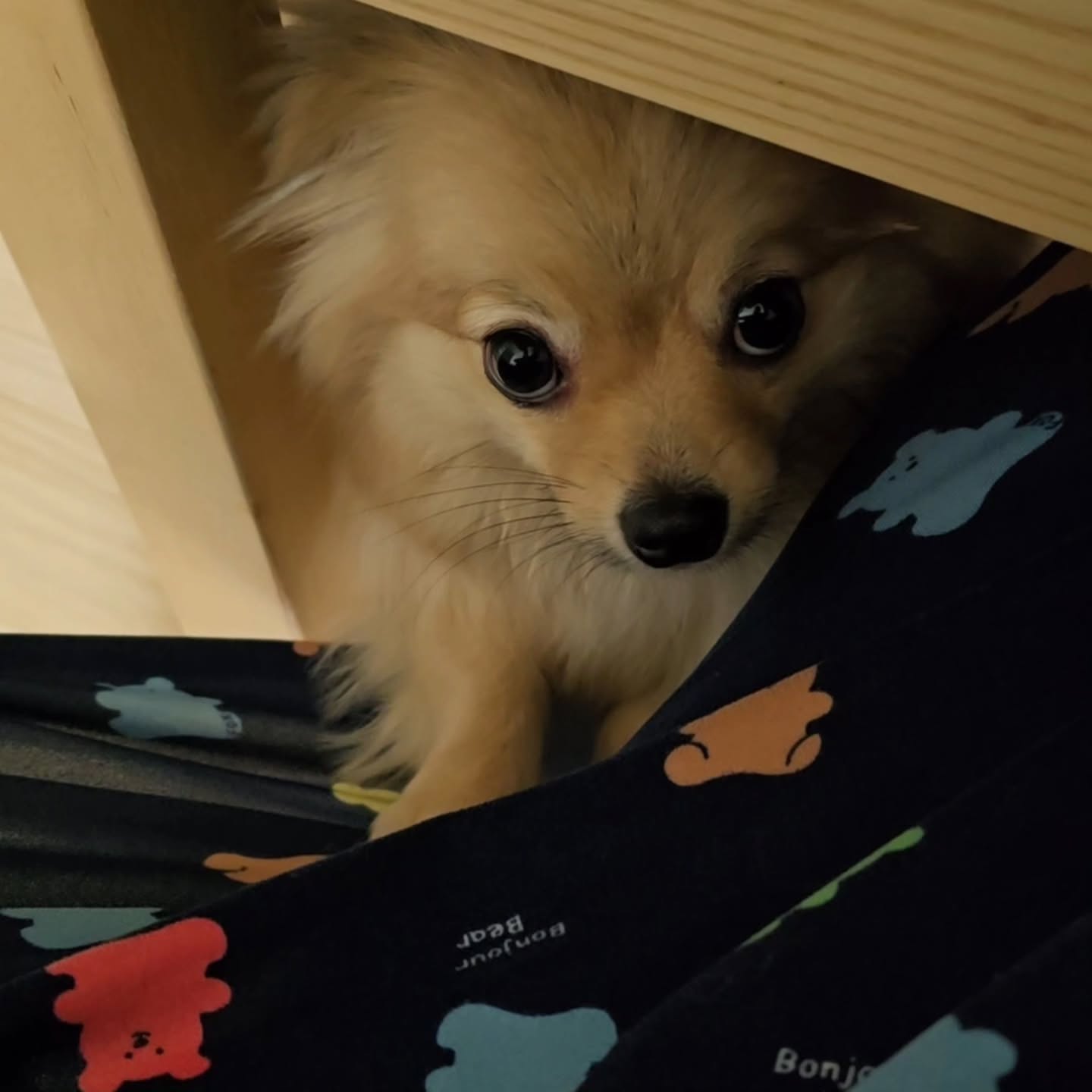 눈나 그거 하지말고 호두 안아줘🥺
요기 봐봐 요기

애처로운 눈빛으로 다리 사이로 뿅 올라와서 '아우웅~'소리내는 쪼꼬미💛
내가 졌다! 안아준다!🫠

#포메라니안 #포메김호두 #호두 #세이블포메라니안 #포메 #세이블포메 #🐶 #puppy #dog #pomeranian #sablepomeranian #pom #pompom