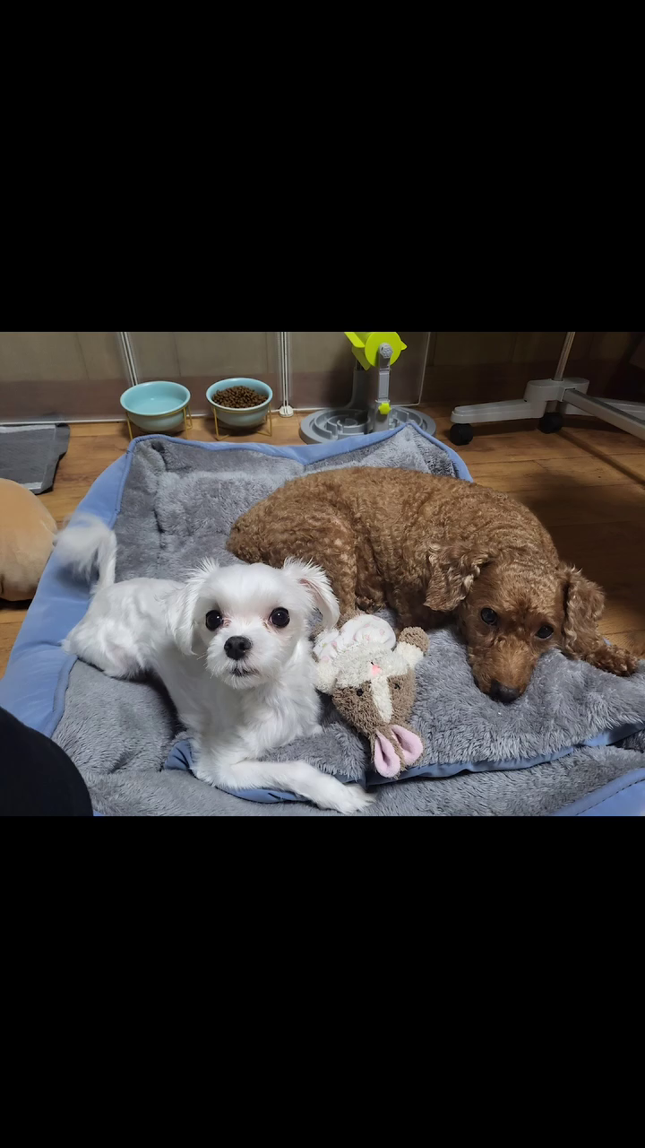 울 애기들과의 2023
올해도 잘 지내자 애기들앙🩷
🐶i love you🐶