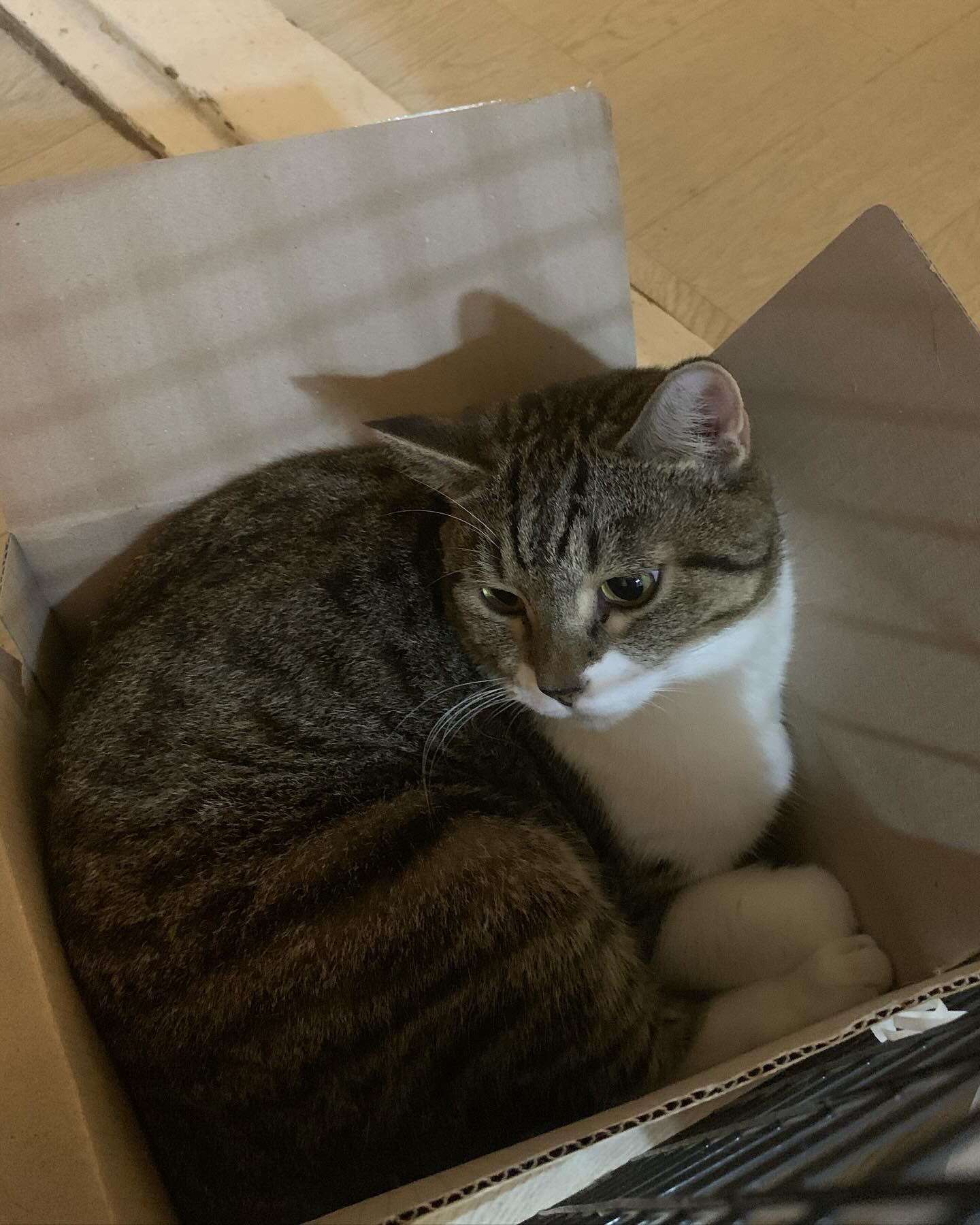 퇴근하고 집 왔더니
박스에 귀여운 애😍