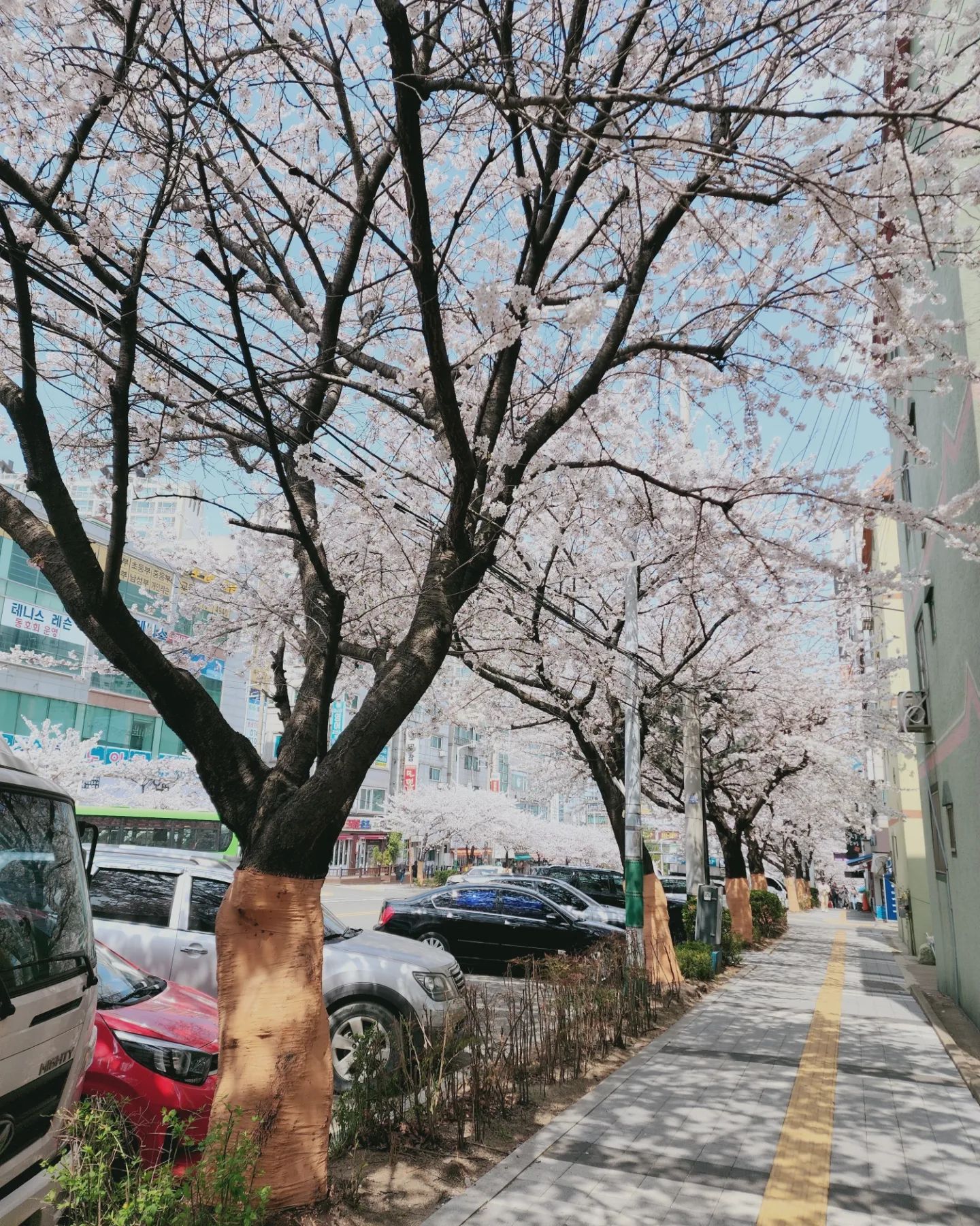 이틀만에 만개한 벚꽃 🌸 
점심시간 찬스로 한바퀴 산책 🚶‍♀️ 
올해 벚꽃구경도 이걸로 만족해봅니다
.
.
#동네벚꽃 #워킹맘 #점심시간