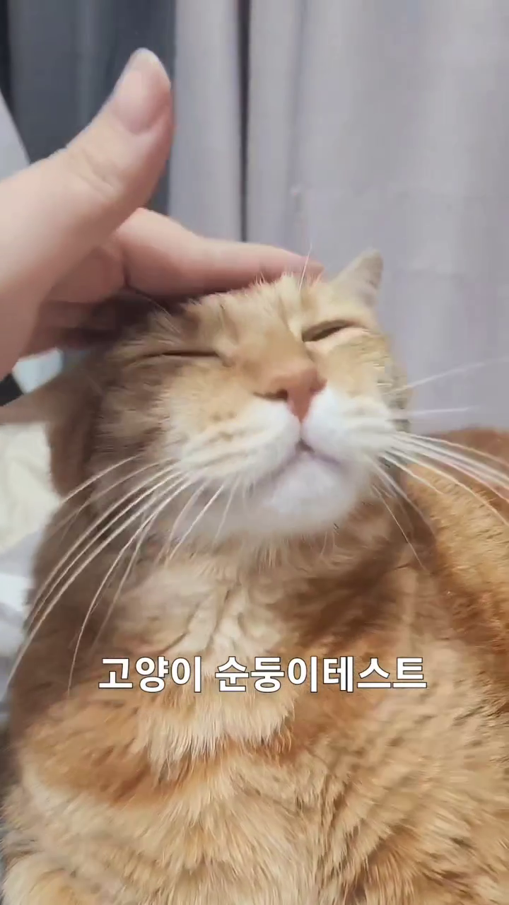 너 목탁이니?? #고양이순둥이테스트 #유튜버