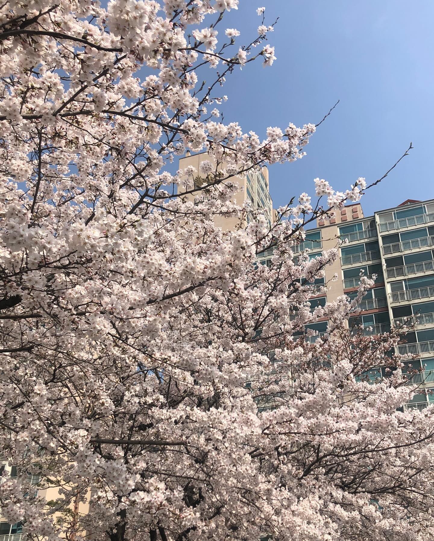 🌸

핑크썬구리 살까봐😎