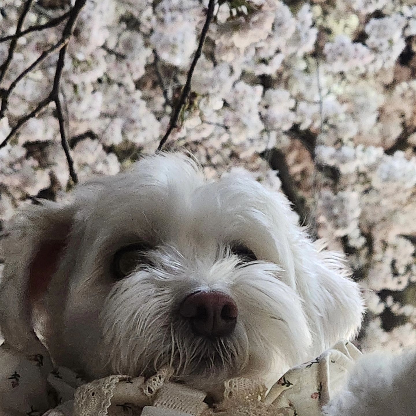 🌸