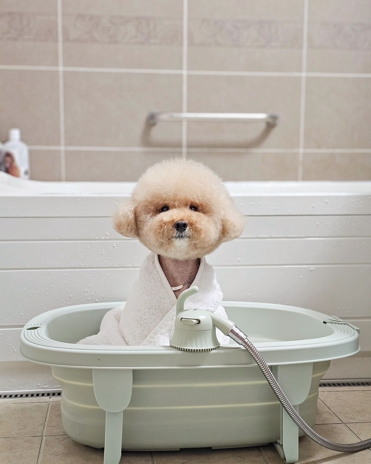 #핏펫 🚿
드디어 꼬릿꼬릿 꼬신내 탈출🎶
목욕은 싫지만 헤이테일과 함께면 얘기는 달라지지🫧
왜냐구❔️

[ 헤이테일 컴피 브러쉬 샤워헤드🚿]
75개의 실리콘 브러쉬 돌기로 샤워와 마사지를 한번에!
실리콘 커버캡으로 물 튀김도 없고 죽은털 정리까지 되는 꿀템💦
브러쉬 같은 헤드로 싹싹 빗으며 씻으니까 샴푸 잔여물도 남지 않아🩵

[헤이테일 폴더블 욕조🛁]
온도감지 마개로 적정온도 체크 가능하고 물결 패턴 테두리, 논슬립 표면처리로 미끄러짐 완벽 방지🐾
샤워기 거치대도 있어 두손 자유롭게 목욕 가능🫶🏻

🌡온도감지 마개로 온도 체크 후 샤워헤드로 구석구석 거품 마사지 하고 깨끗하게 씻고 헹구고 퀵드라이 타올로 마무리하면 목욕 끝✨️
목욕 싫어하는 댕댕이라면 헤이테일 해보세요💕

헤이테일 감성이 가득 담긴 예쁜 색감은 덤🤍//
컴피 브러쉬 샤워헤드 + 폴더블 욕조 set 핏펫몰에서 할인중＄.ᐟ 
fitpet_official

#핏펫스카우트 #헤이테일 #컴피브러쉬샤워헤드 #폴더블욕조 #퀵드라이타올 #강아지샤워기 #강아지욕조 #강아지타올 #강아지목욕 #강아지용품