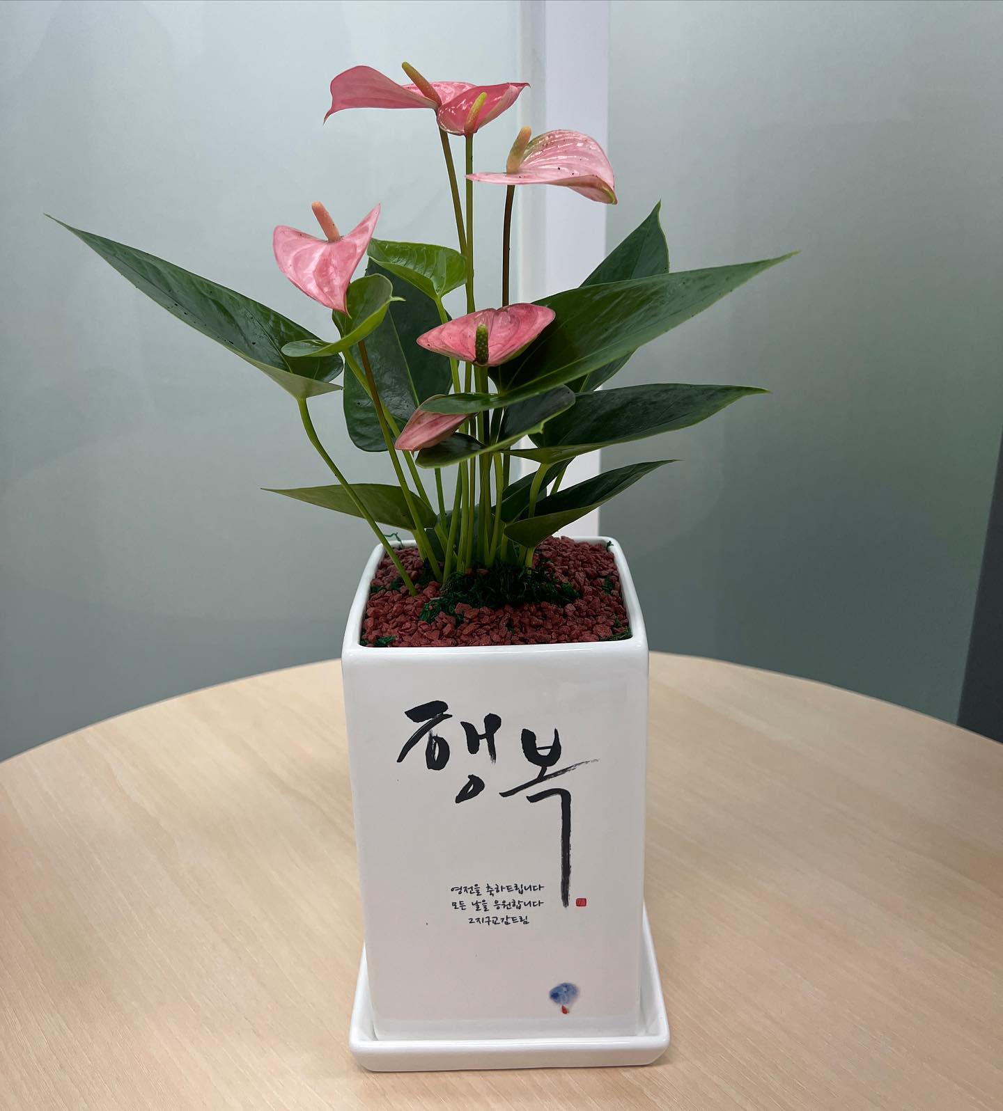 저희 학교에 교감선생님 영전하셔서 화분선물이 왔어요! 테이블에 딱 올리기 좋고 문구도 함께 보내주시니 의미도 있고 화분도 무겁지 않아 선물보내기 좋네요~

#화분이야기 #축하선물 #화분선물