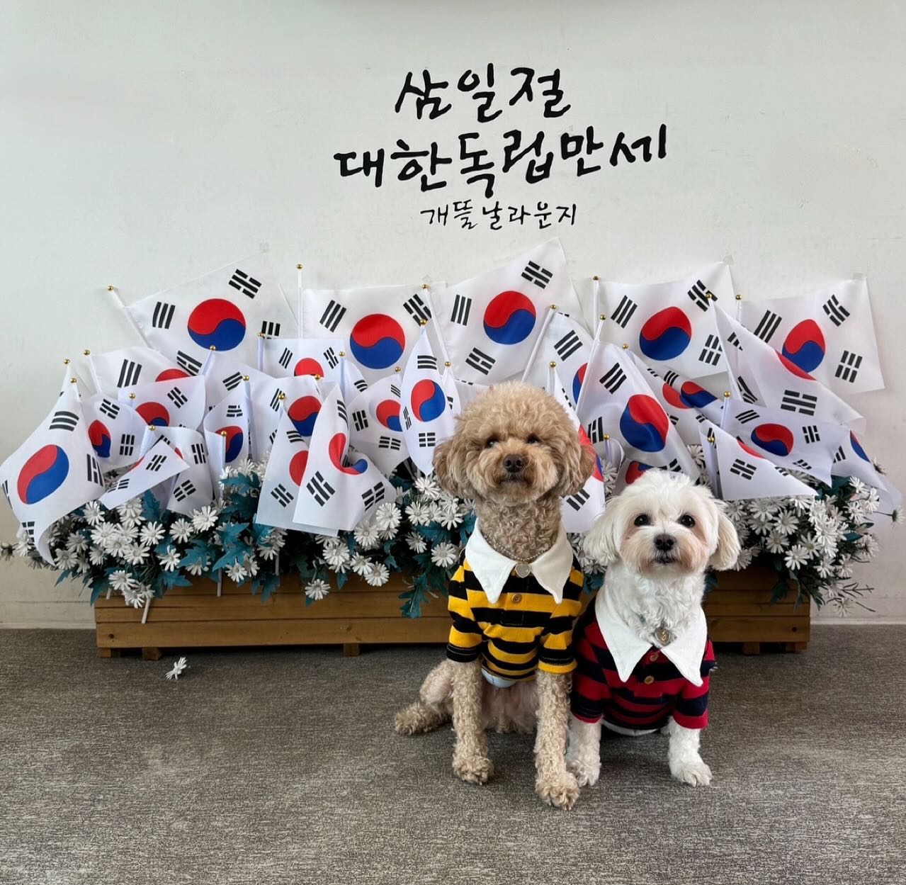 주말에 애견카페 논누가서 찰칵📸
