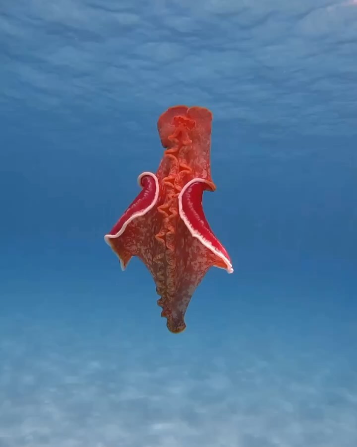Which one is the most stunning?
1- 🎥barefoot.wandering :
 “A Spanish Dancer elegantly rises to the surface 💃 It’s rare to find these animals swimming freely, so to stumble across this one in crystal clear water was just beautiful.”
2 - 🎥luchi.in.the.jungle :
 “Do you know what this is?? 🤓

I could not believe my eyes when I saw it the first time 🤩 The mesmerising Spanish Dancer 💃🏻 which sounds a lot better than Nudibranch or Sea Slug 💫

This one was about the size of my thumb, so seeing it in the open with 10 metres of depth, was very fortunate..what a sight! 🫶🏼”
3 - 🎥_bugdreamer_ :
 “The Flatworm 😵‍💫
Presently, there are approximately 20,000 species of flatworms! 
Flatworms usually feed on tunicates, small crustaceans, worms, and mollusks.
Their life cycle is not definite. However, some species are known to have lived for between 65 to 140 days.
In sexual reproduction, flatworms can either produce and fertilize their own eggs (since they are hermaphroditic) or mate with fellow flatworms (their skin absorbs sperms so minimal physical contact is required). After mating, the cocoon is released into the environment, which later develops with time and  then hatches.”