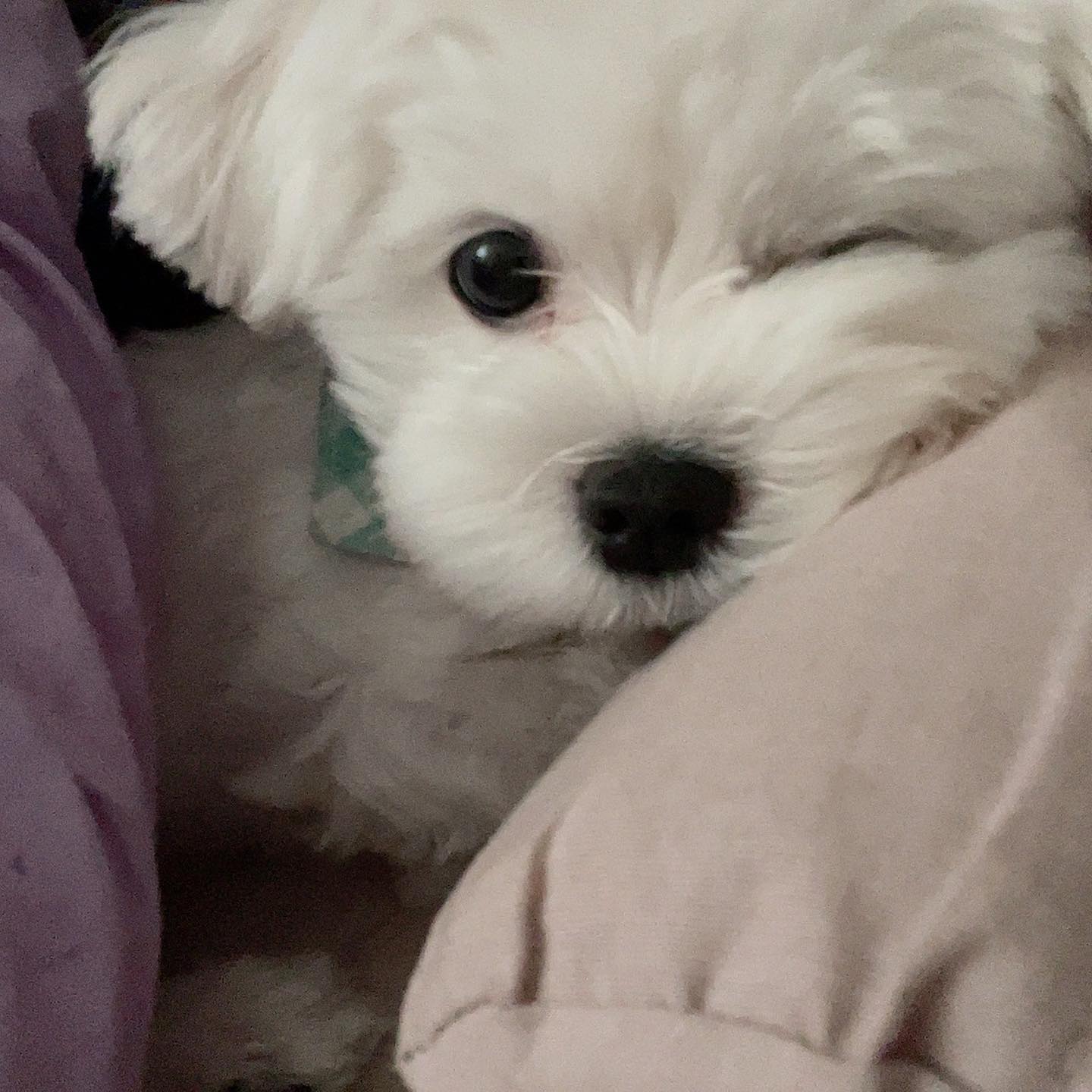 누나랑 같이 베개 베고 자는게 조아♡
