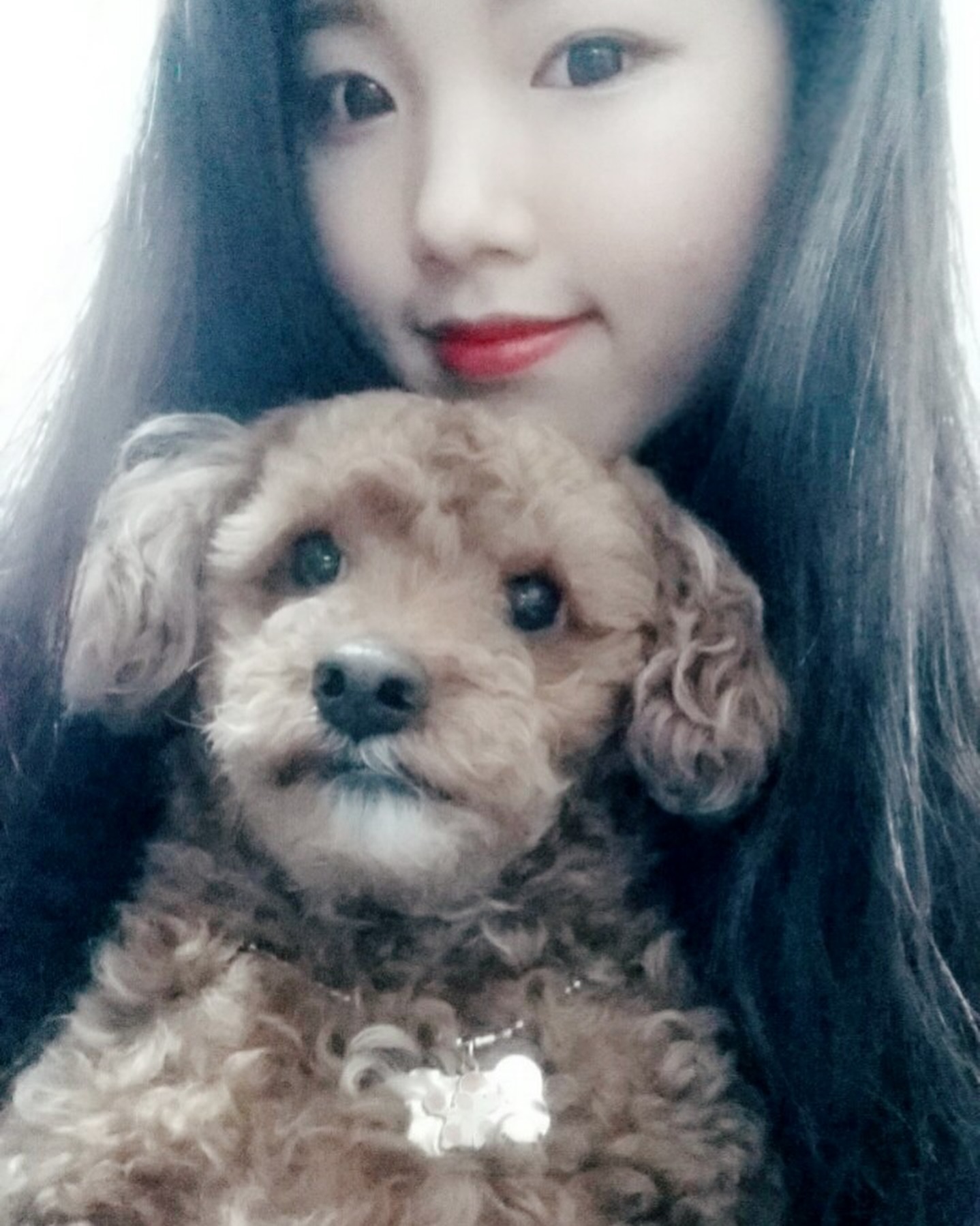 코코가 머나먼 여행을 떠났다.
누나랑 형아랑 아빠랑 엄마랑 여름휴가를 떠날 거라고 코코 몰래 얘기했는데 어떻게 알았는지 코코가 먼저 떠나버렸다. 장마 온다는 소식은 또 어떻게 알았는지 푸른 하늘에 반짝이는 햇살 내리쬐는 따뜻한 날로 골라서 먼 여행을 갔다.

아직도 16년 전, 코코를 처음 만났던 9개월의 천방지축이던 어린강아지가 눈에 선하다. 윤기나는 진한 갈색의 꼬불꼬불한 털부터 긴 다리로 당차면서도 귀엽게 걷던 걸음걸이마저 코코의 모든 게 다 너무 예쁘고 좋았다. 코코와 얼른 친해져서 코코의 가족이 되어야지 하며 매일 같이 함께 놀고 먹고 자곤 했다.

어느새 내가 살아온 인생의 절반이 넘는 시간을 코코와 함께 했다며 신기하고 행복해하던 시간이, 이젠 익숙해져 일상이 되어버린 코코와 함께하는 나날들이 코코에겐 코코가 가진 시간의 전부였나 보다.

당뇨에 걸려 크게 아팠을 때도 예전만큼 먹고 싶은 대로 먹지 못 하지만 그래도 잘 먹고 잘 뛰놀고 장난도 많이 치곤했다.
올해 초, 코코 몸 상태가 안 좋은 것 같아 병원에 가니 수술을 해야 한다며 마음의 준비를 하라고 했다. 하지만 병원에서도 놀랄 정도로 약과 수액만으로 거의 정상에 가까운 몸 상태로 돌아와 준 멋진 코코 덕에 아직은 코코와 함께 할 시간이 많다며 안도했다.

벚꽃만 같이 보자, 유채꽃만 같이 보자, 우리 코코 더워지면 누나랑 매년 가던 청보리밭도 같이 가자 부탁하니 다 들어주던 우리 코코, 누나 다녀올 테니 조금만 아빠랑 놀고 있어주라 하니 주말엔 아빠랑 바다 놀러 가서 혼자 산책도 잘 했다던 우리 코코, 누나 돌아와서도 며칠간 함께 할 시간을 준 강하고 배려심 많은 우리 코코.

우리 코코에게 고마운 게 너무 많고 많아 코코랑 많이 놀러 다니고 챙겨주며 시간도 많이 보내려 했는데 그러지 못한 것만 생각나서 너무 미안하다. 항상 내게 힘이, 위로가, 웃음이, 열정이 되어주던 코코는 그 무엇과도 바꿀 수 없는 자랑스러운 사랑이었다.

우리 코코는 좋았던 기억, 추억, 감정만 가지고 강아지별에서 놀고 있어! 우리 코코가 좋아하던 풀밭에서 우다다다 뛰어놀고, 먹고 싶었던 거 다 먹고, 코코 하고 싶은 거 다 하면서 즐겁게 지내다가 나중에 다시 만나자. 우리 코코 마지막까지 누나가 부탁한 거 다 들어줘서 고마워. 최고 많이 사랑해, 내 보물❣️

2009.09(01).19-2024.06.26🌈❣️
#코_코 #코용먕먕🐶❣