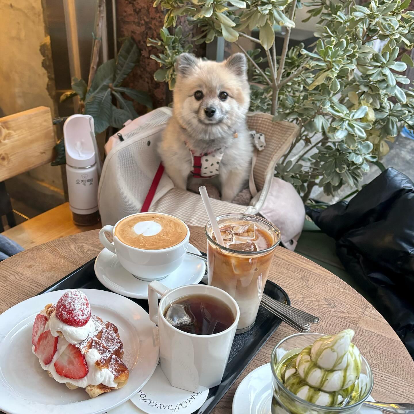본인 간식 아니고서야 웃지 않는 멍청이 🐶 ,,
눈 앞에 떡이라 기분이 언짢은 멍청이 🐶 ,, 
어쨌든 나와서 기분 좋은 멍청이라 동영상으로 남겨두기 🎥🤍