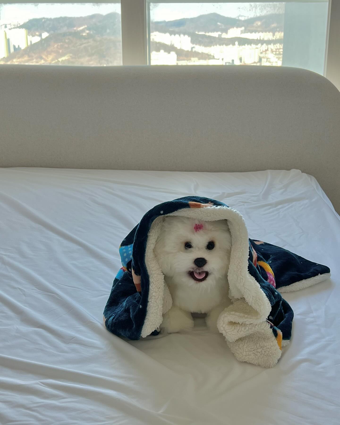 비누 🐶🫧🩵