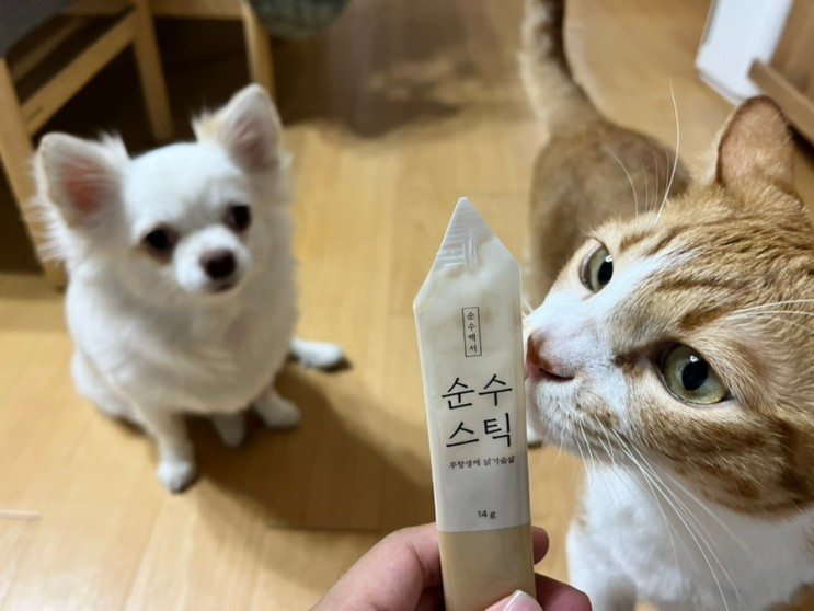강아지 고양이 간식 추천 무항생제 츄르 순수스틱