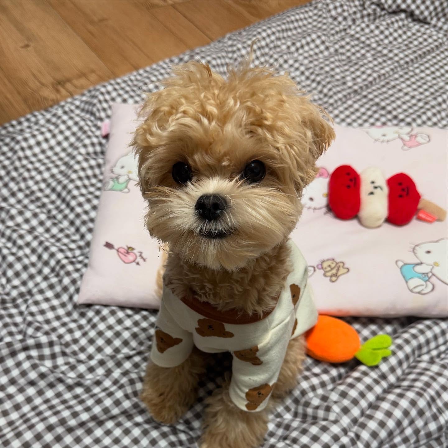 새해에도 열심히 꼬순내 풍기기🐶🐾