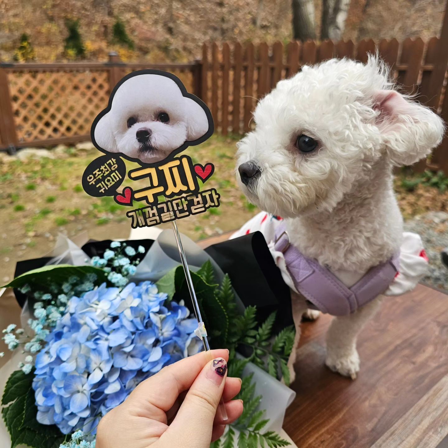#내쉐끼생일 #2살 #비숑키우기 #미니비숑  #애견캠핑장